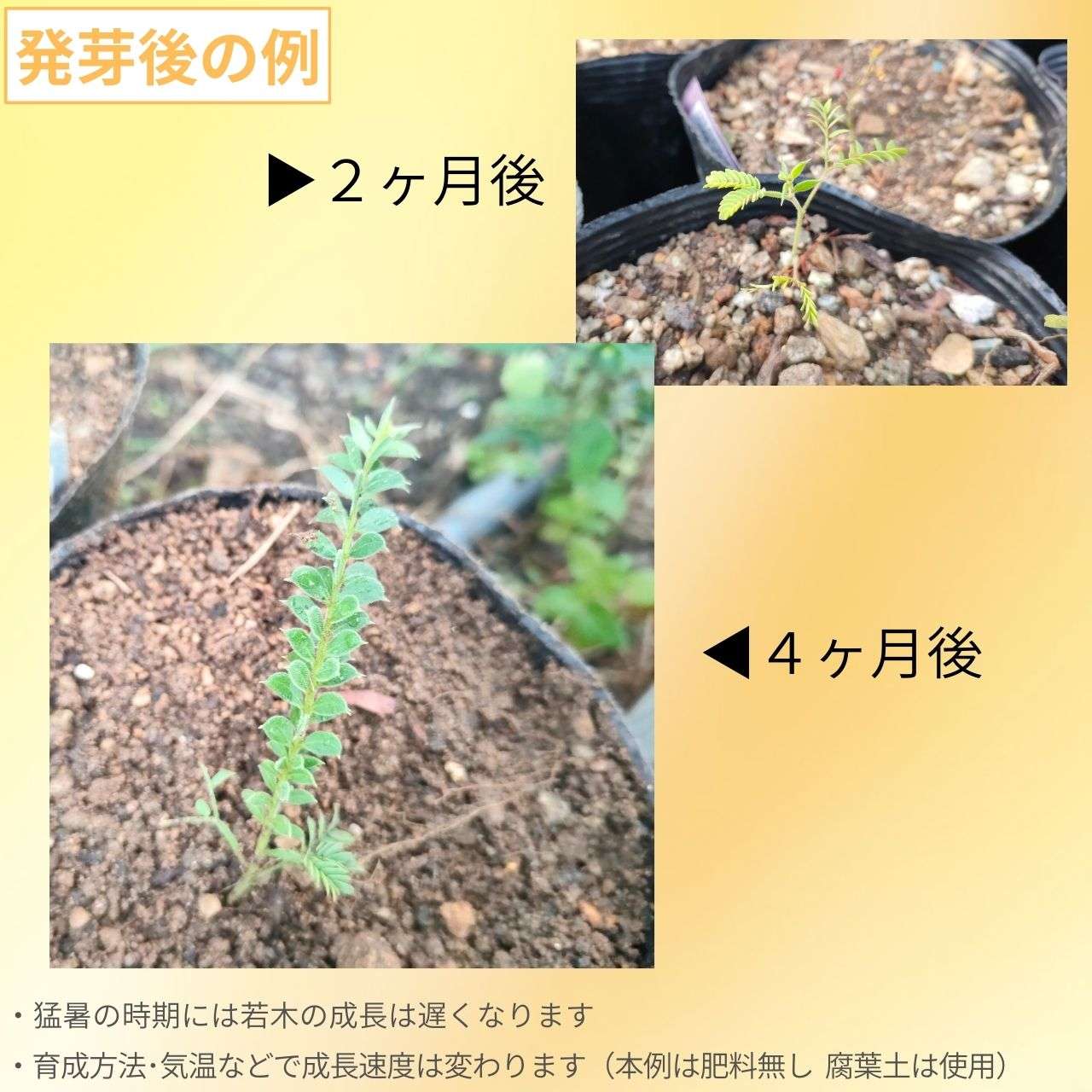 アカシア・ヴェスティータ 種子 | ウィーピング ・アカシア - レモン型の小葉の枝垂れるアカシア - 種子