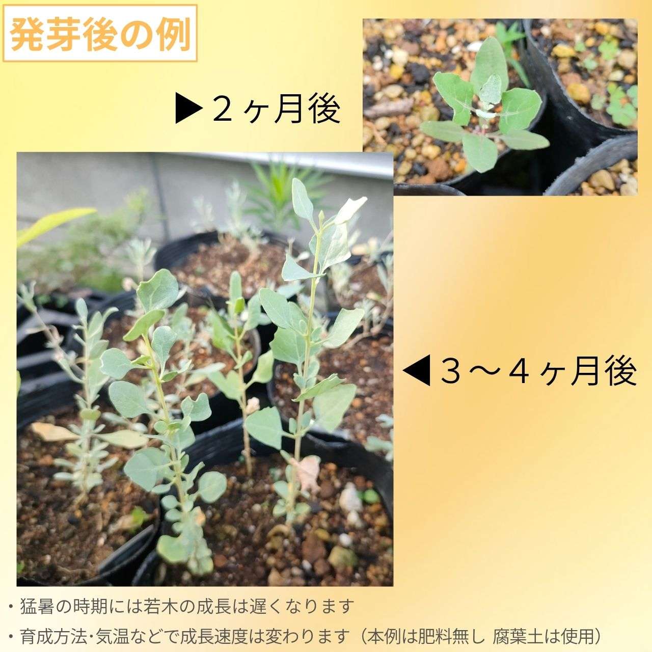 アトリプレックス・ハリムス 種子 | 地中海ソルトブッシュ - 地中海地域のソルトブッシュ - 種子