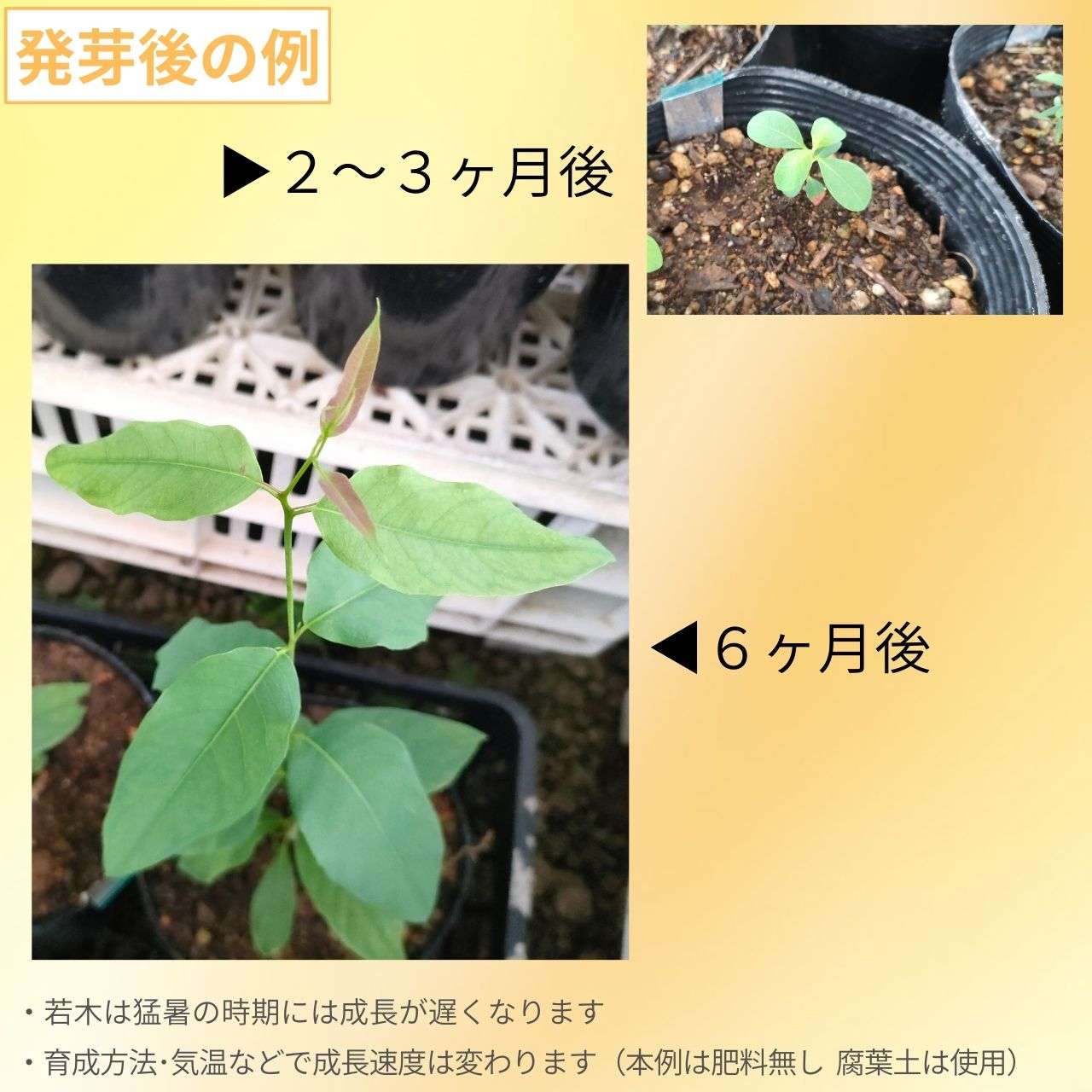 ユーカリ・クロエジアナ 種子 | クイーンズランド・メスメート - 長細い槍状の葉 - 種子