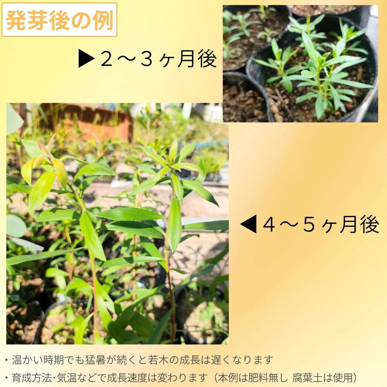 ニアウリ 種子 | メラレウカ・クインクエネルヴィア - エッセンシャルオイルで有名 - 種子