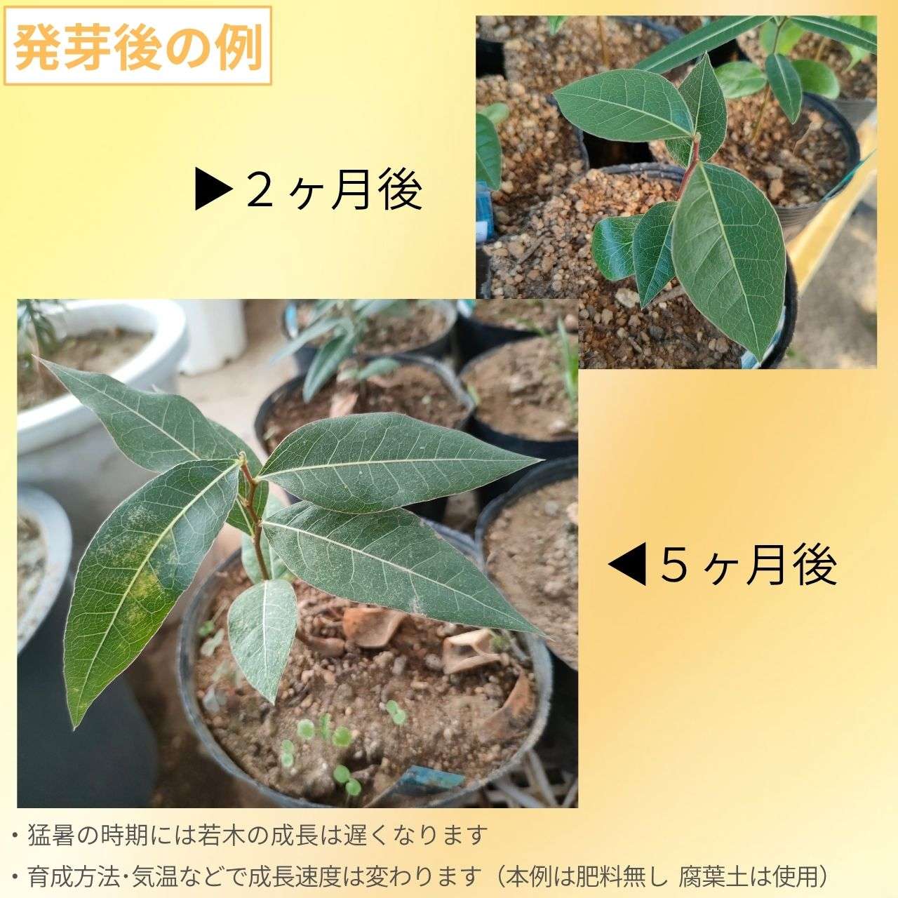 ブラキシトン・ポプルネウス 種子 | ボトルツリー - 観葉植物、オージープランツ - 種子