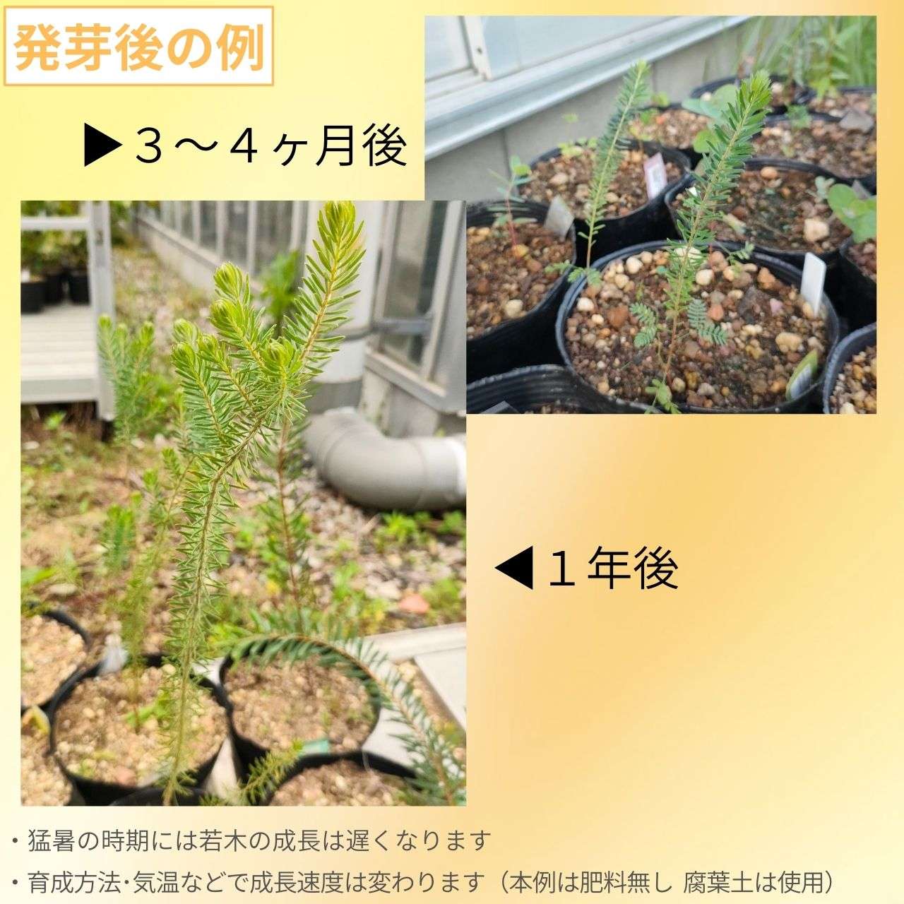 アカシア・コンフェルタ 種子 | ゴールデントップ - 個性的な小さな葉が人気のミモザ - 種子