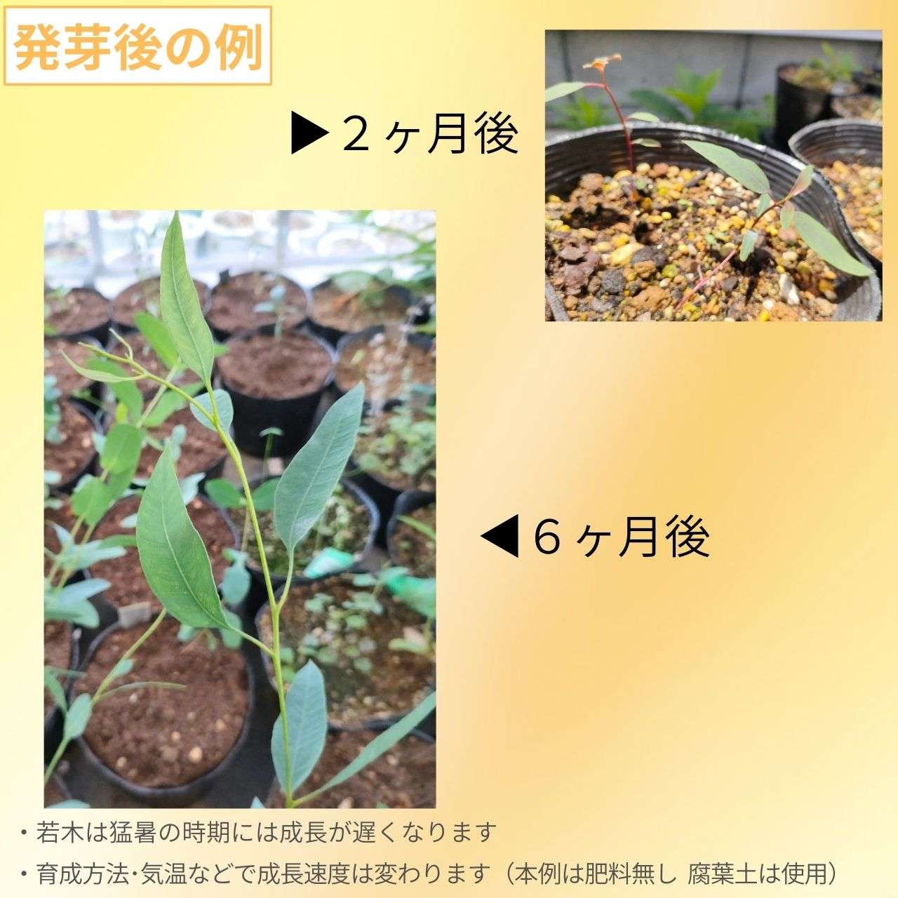 ユーカリ・トルカータ 種子 | コーラルガム - 珊瑚のユーカリ - 種子