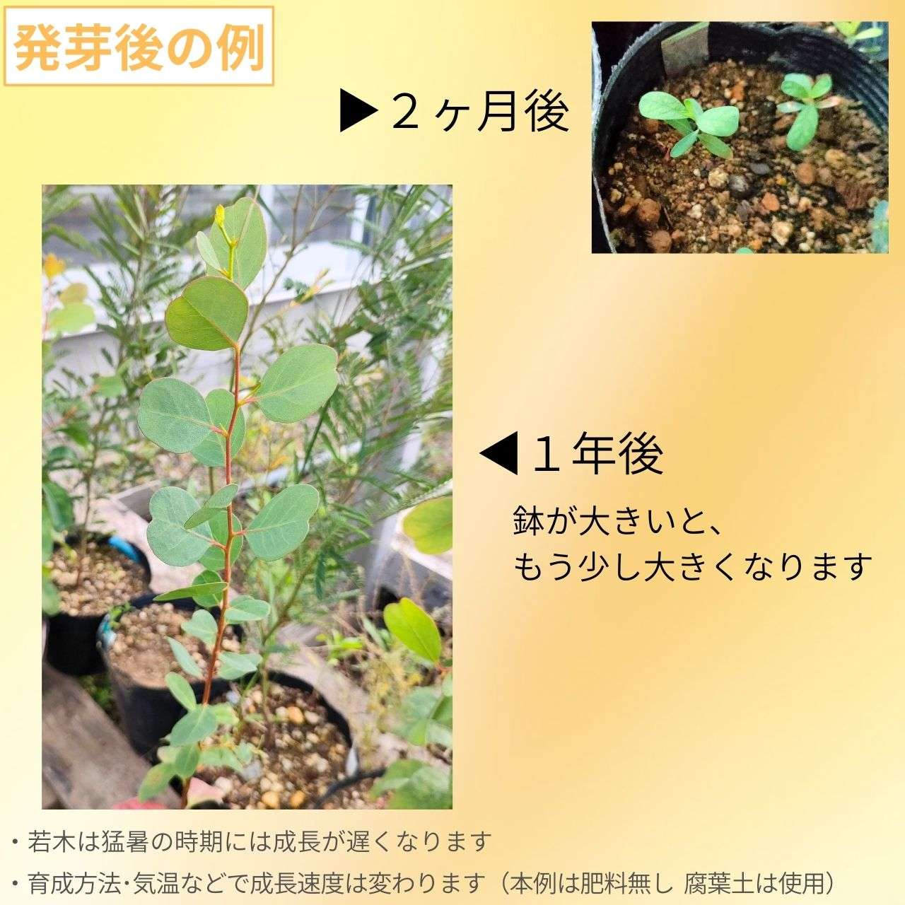 ユーカリ・カンフォラ 種子 | スワンプガム - 大きめのハート型の葉 - 種子