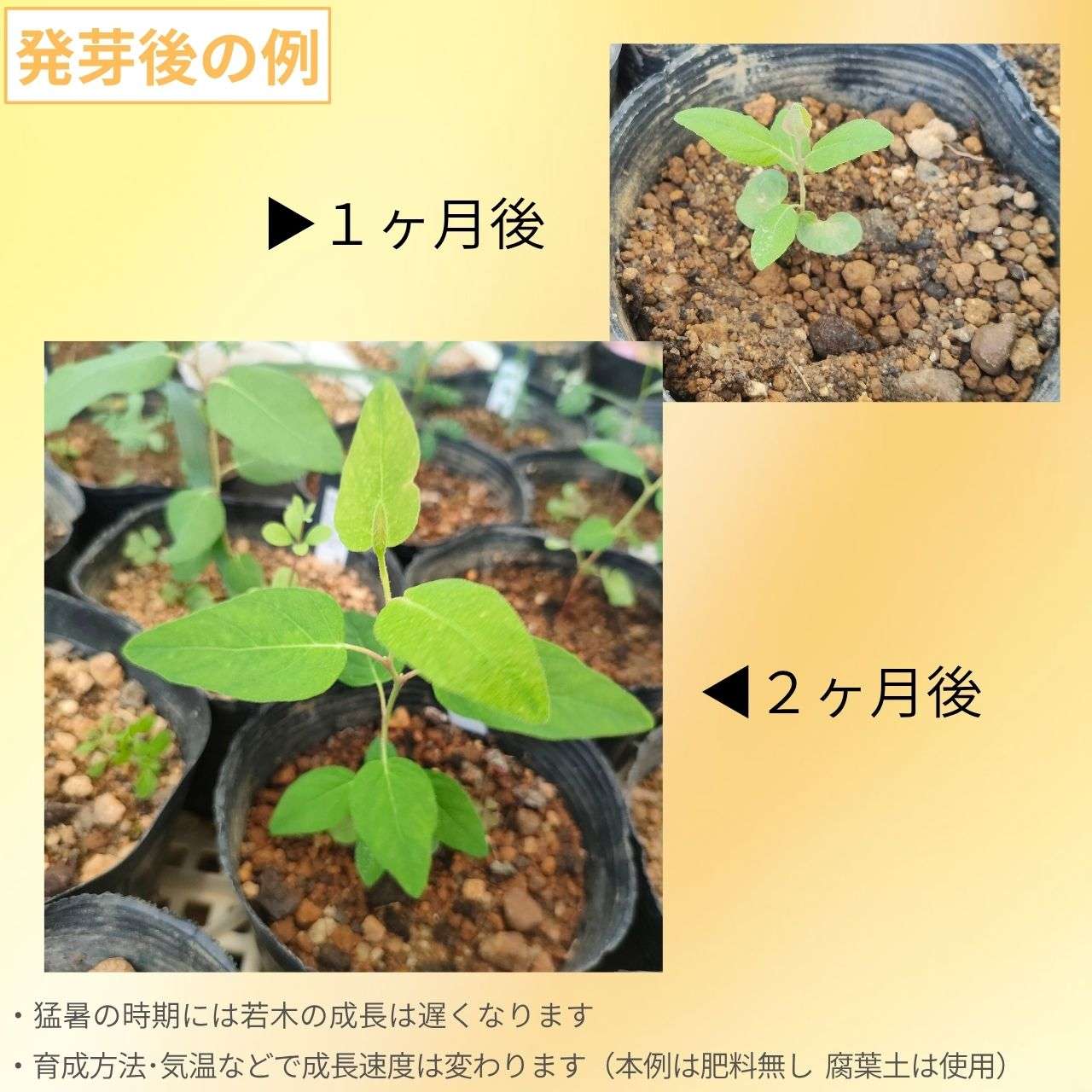 ユーカリ フラワーガム 種子 | コリンビア・フィキフォリア - 壺型の実 - 種子