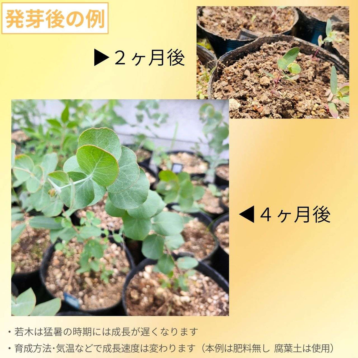 ユーカリ・ゴニオカリックス 種子 | 鮮やかな緑色の円葉 - 種子