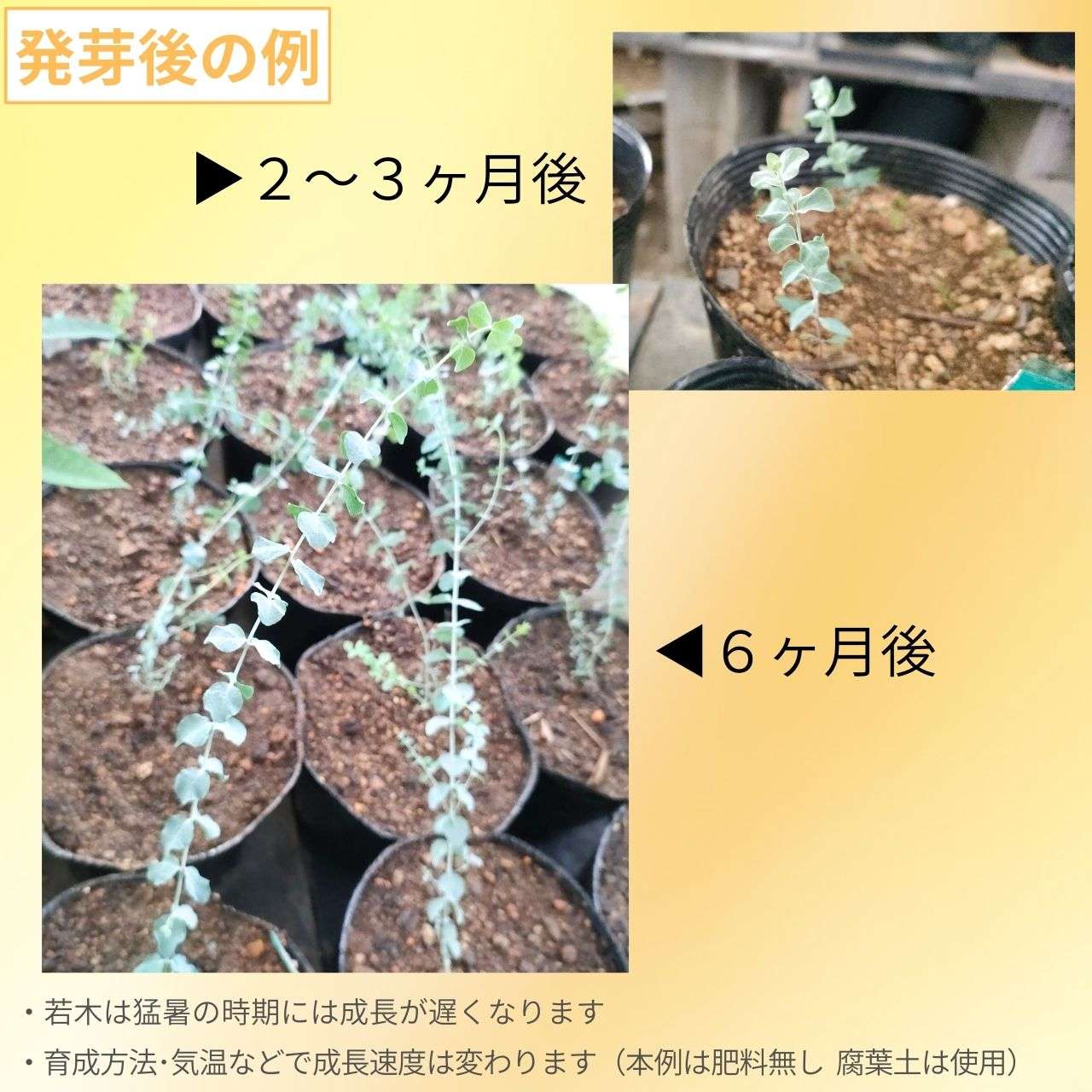 ユーカリ・クルセアナ 種子 | 銀白色帯びた丸葉 - 種子