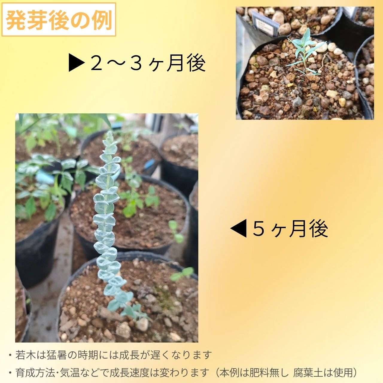 ユーカリ・ムーンラグーン 種子 | 白銀色を帯びた可愛らしい小葉 - 種子