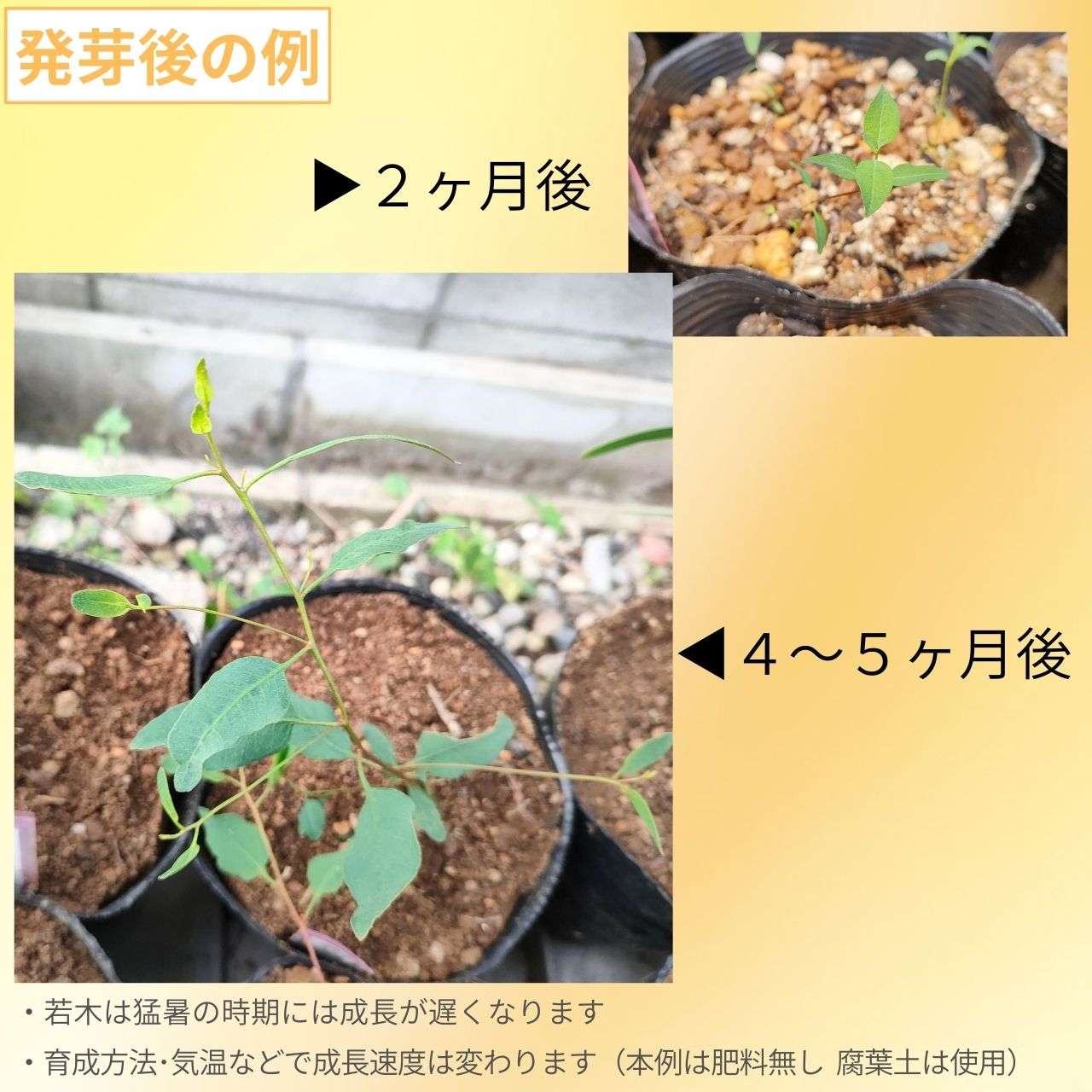 ユーカリ・ヌタンス 種子 | レッドフラワーモート - うなづく花 - 種子