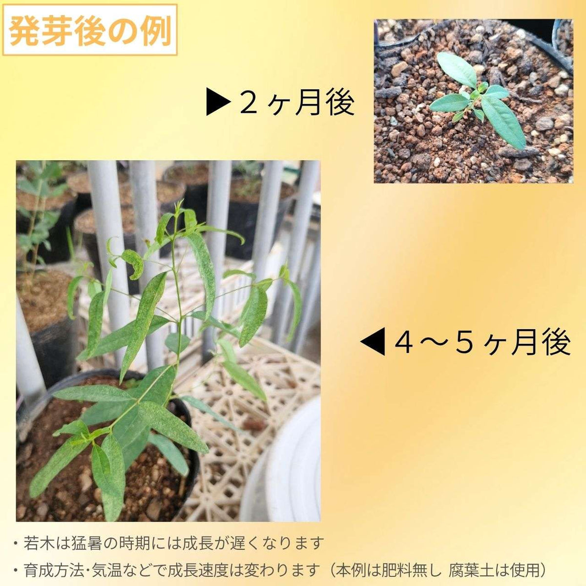 ユーカリ・プンクタータ 種子 | グレー・ガム - 長細い葉 - 種子