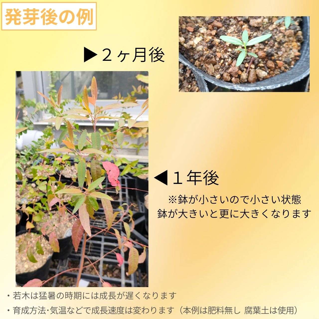 ユーカリ・サリグナ 種子 | シドニー・ブルーガム - 美しい紅葉、様々な用途 - 種子