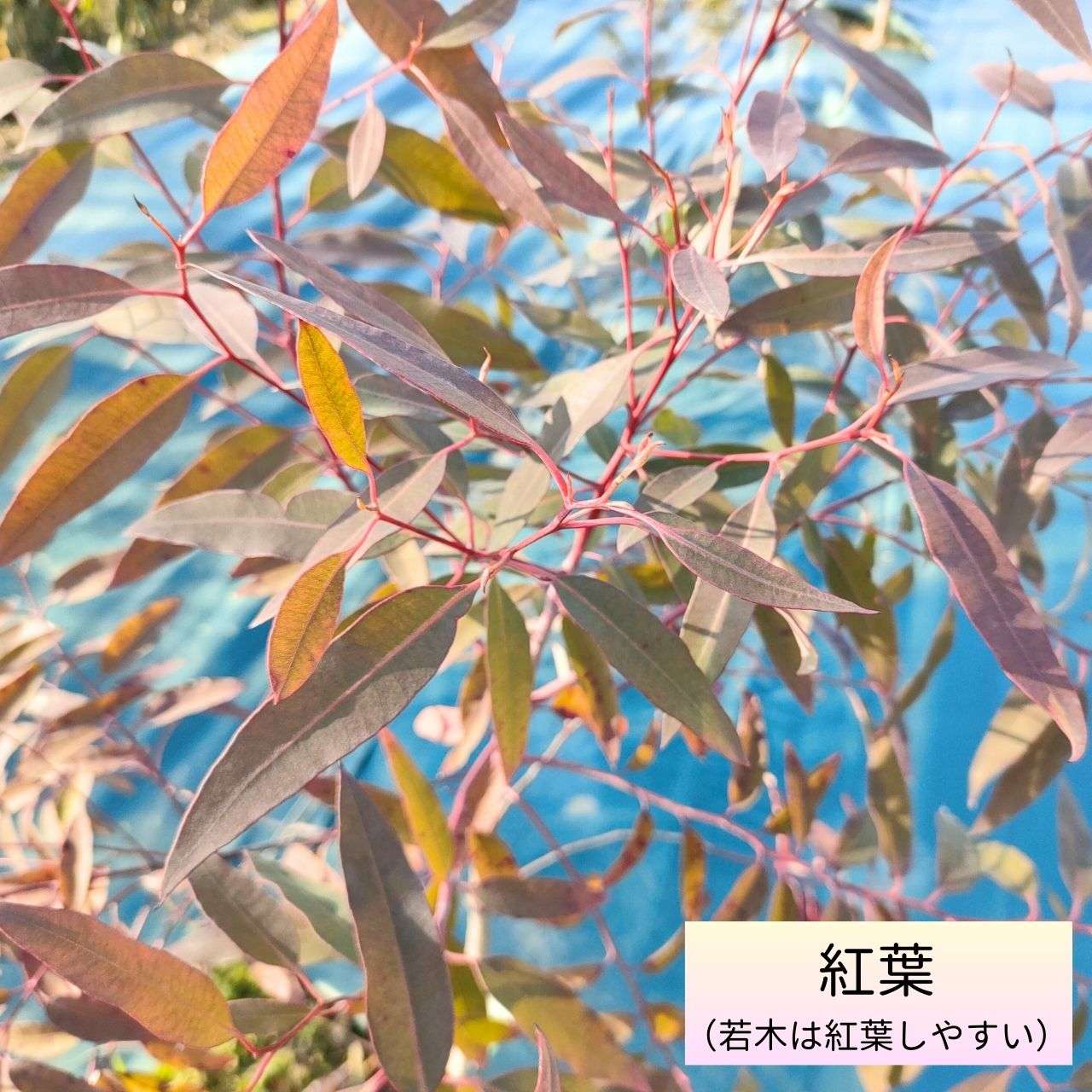 ユーカリ・サリグナ 種子 | シドニー・ブルーガム - 美しい紅葉、様々な用途 - 種子