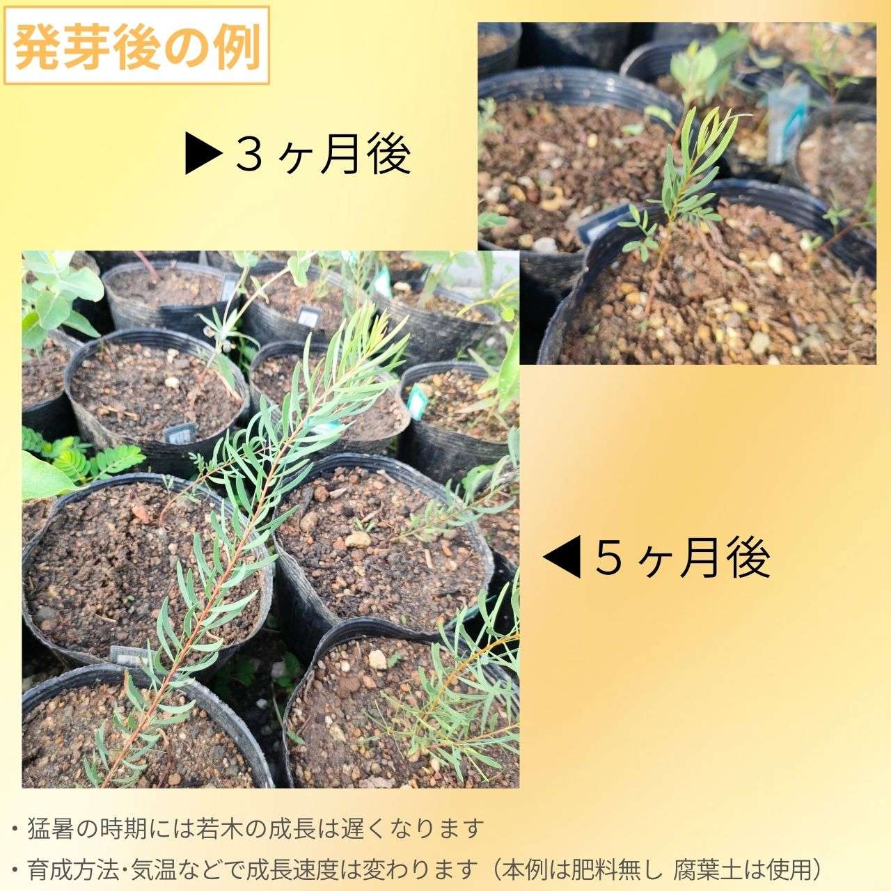 アカシア・デコラ 種子 | ショーウィーワトル - 優雅と称される小型のミモザ - 種子