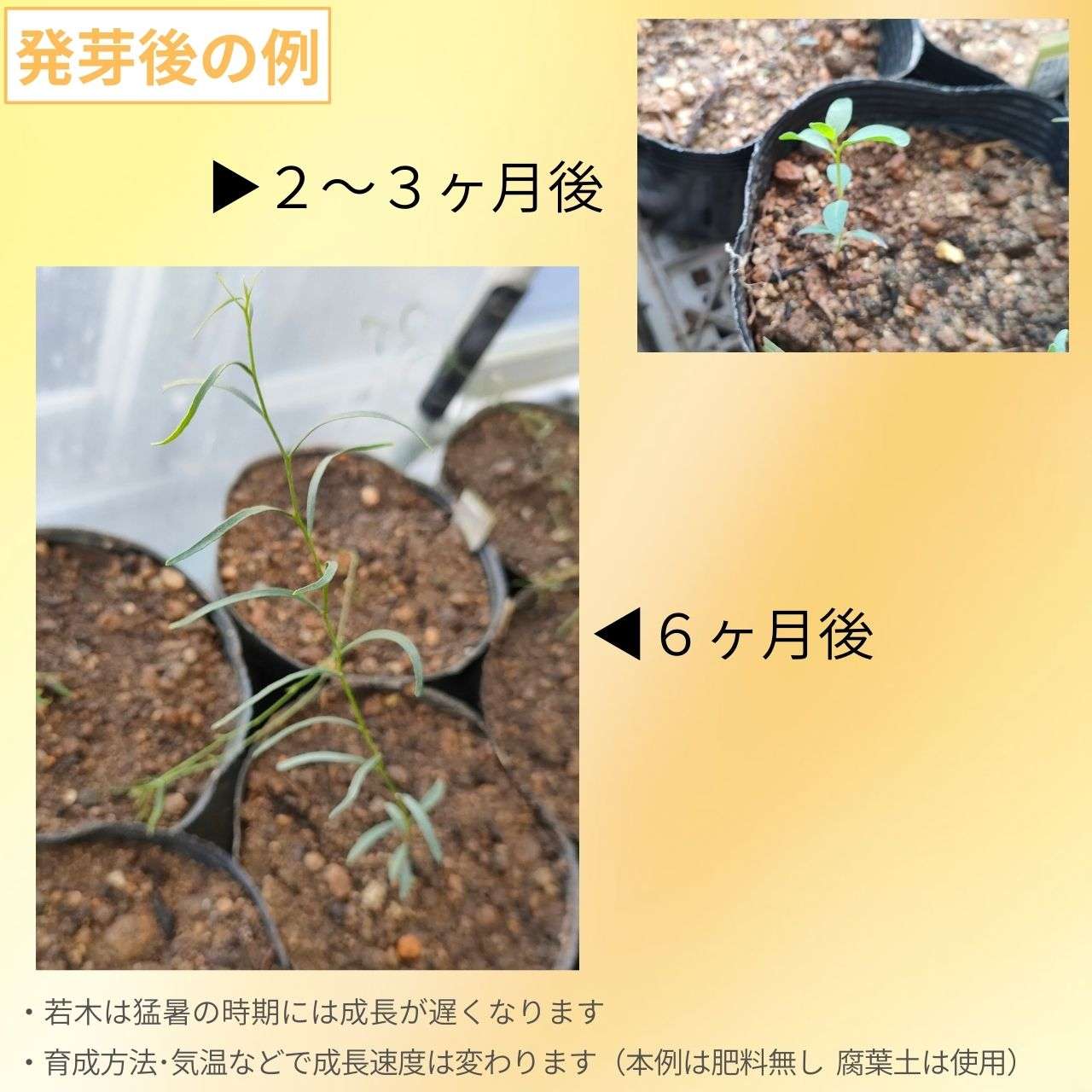 ユーカリ・スパスラータ 種子 | ナローリーフ・ギムレット - 細長い葉と長い花芽 - 種子