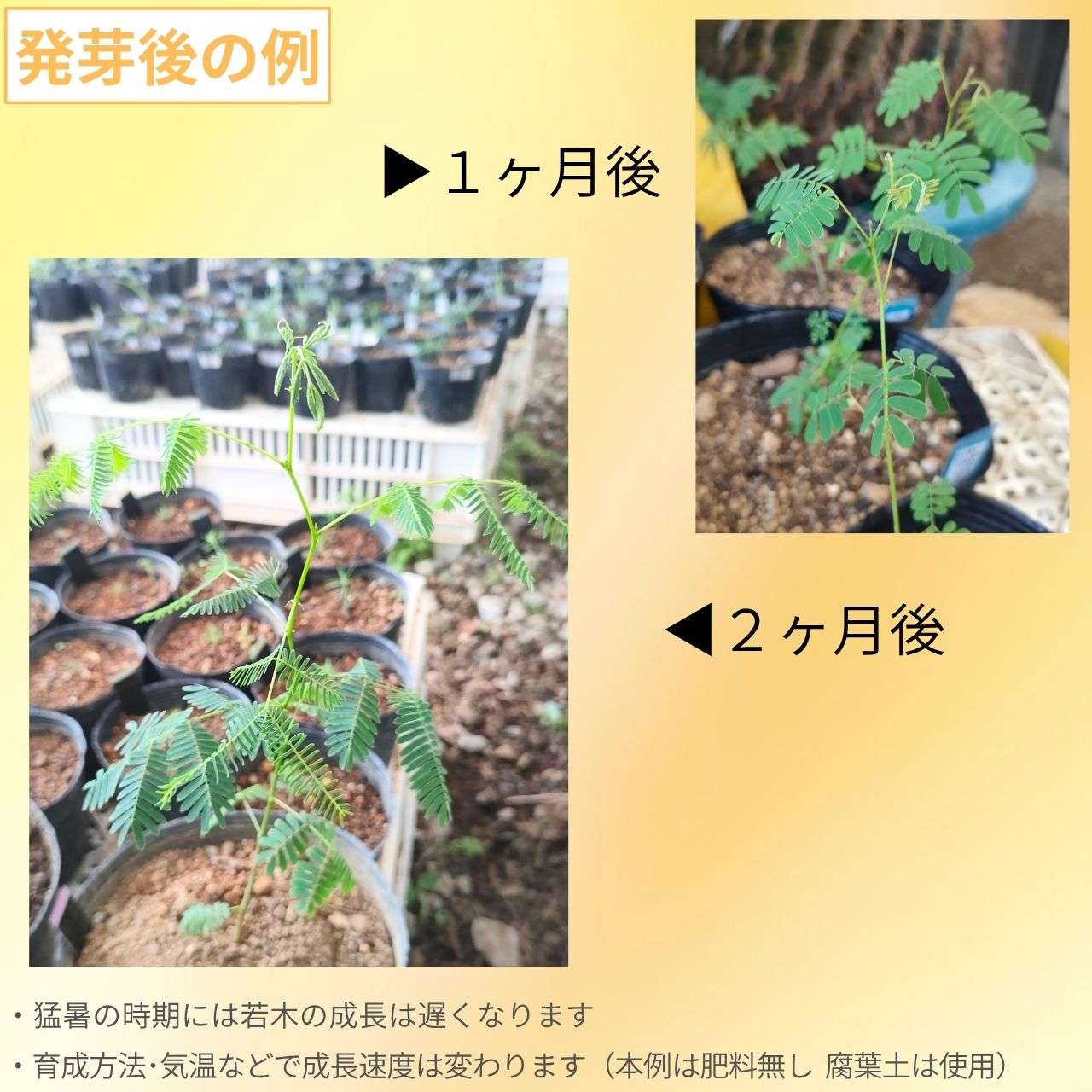 アカシア・セネガル 種子 | アラビアゴムノキ - 美容品や食品で有名なミモザ - 種子