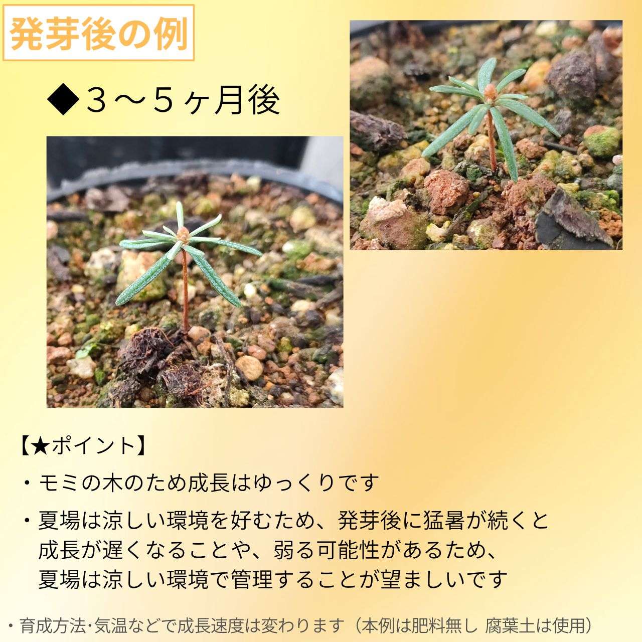 バルサムモミ 種子 | 精油や香水で有名なモミの木 - 種子