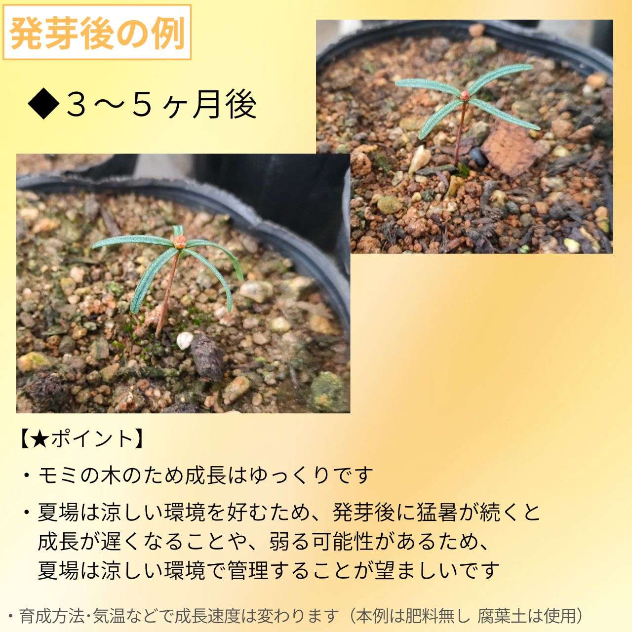 シベリアモミ 種子 | 中央アジアのモミの木 - 種子