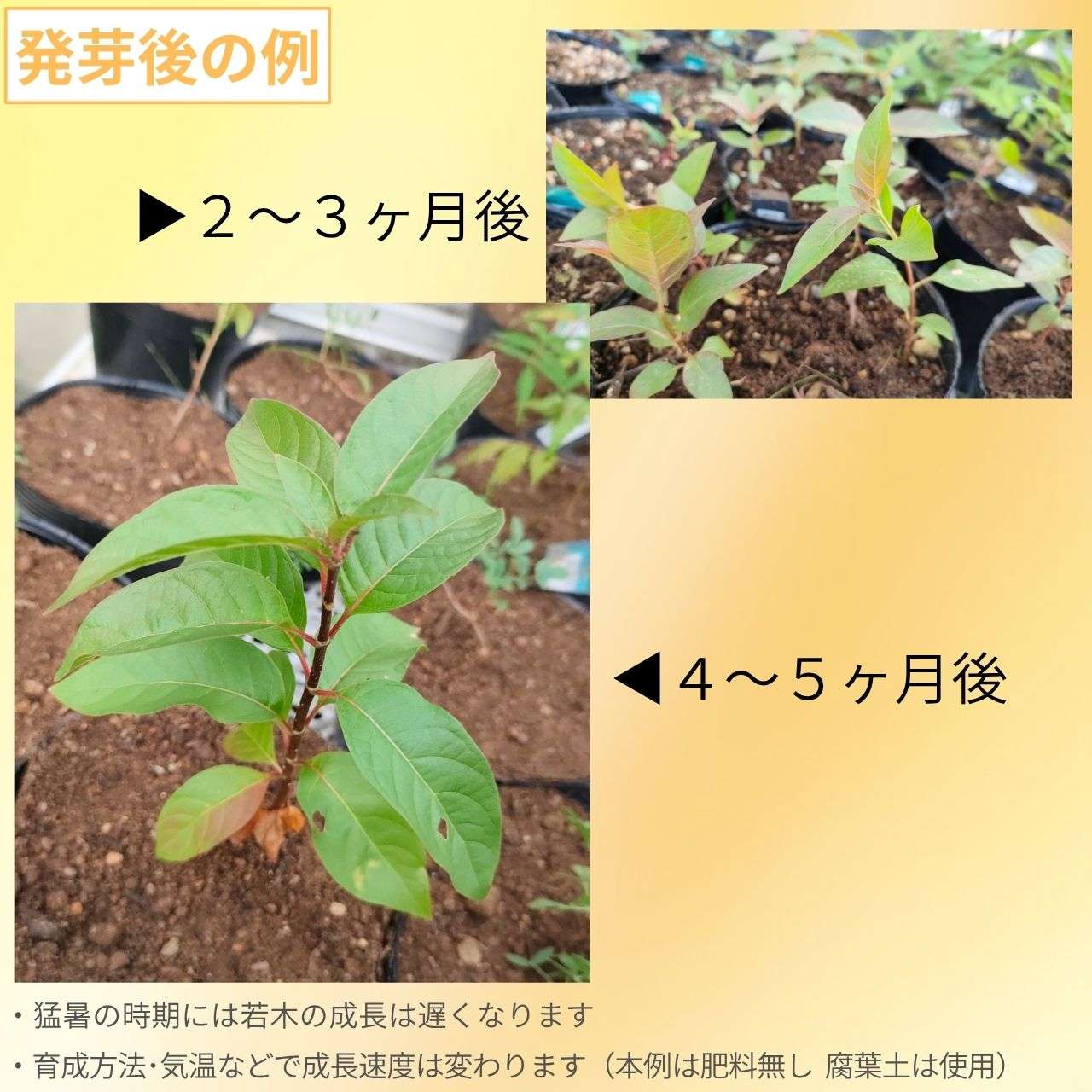 アメリカ・タニワタリノキ(谷渡の木) 種子 | ボタンブッシュ - ハニーボール、蜜の玉 - 種子