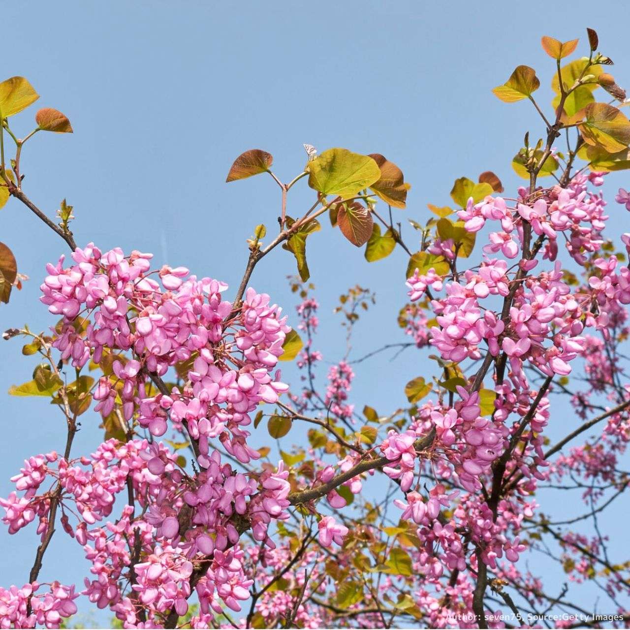 西洋花蘇芳(セイヨウハナズオウ) 種子 | ユダの木 - 地中海地域の花木 - 種子