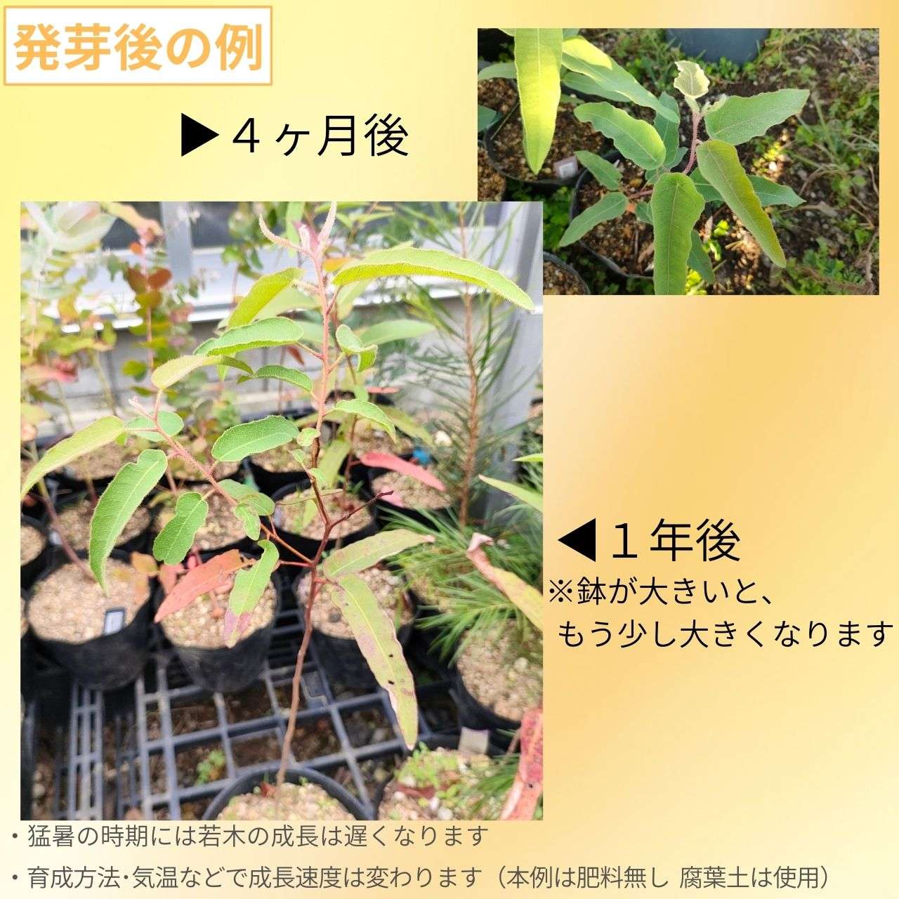 レモンユーカリ 種子 | ユーカリ・シトリオドラ - エッセンシャルオイルで有名 - 種子