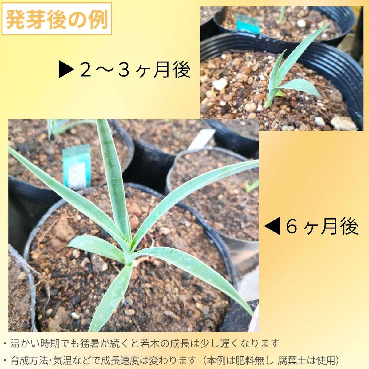 バナナユッカ 種子 | ユッカ・バッカタ - クリーム色の花 - 種子
