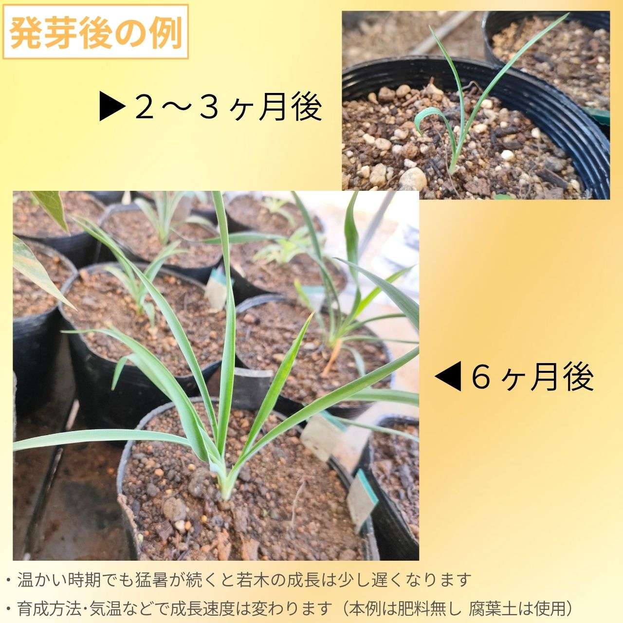 ユッカ・グラウカ 種子 | ソープウィード - 石鹸の草 - 種子