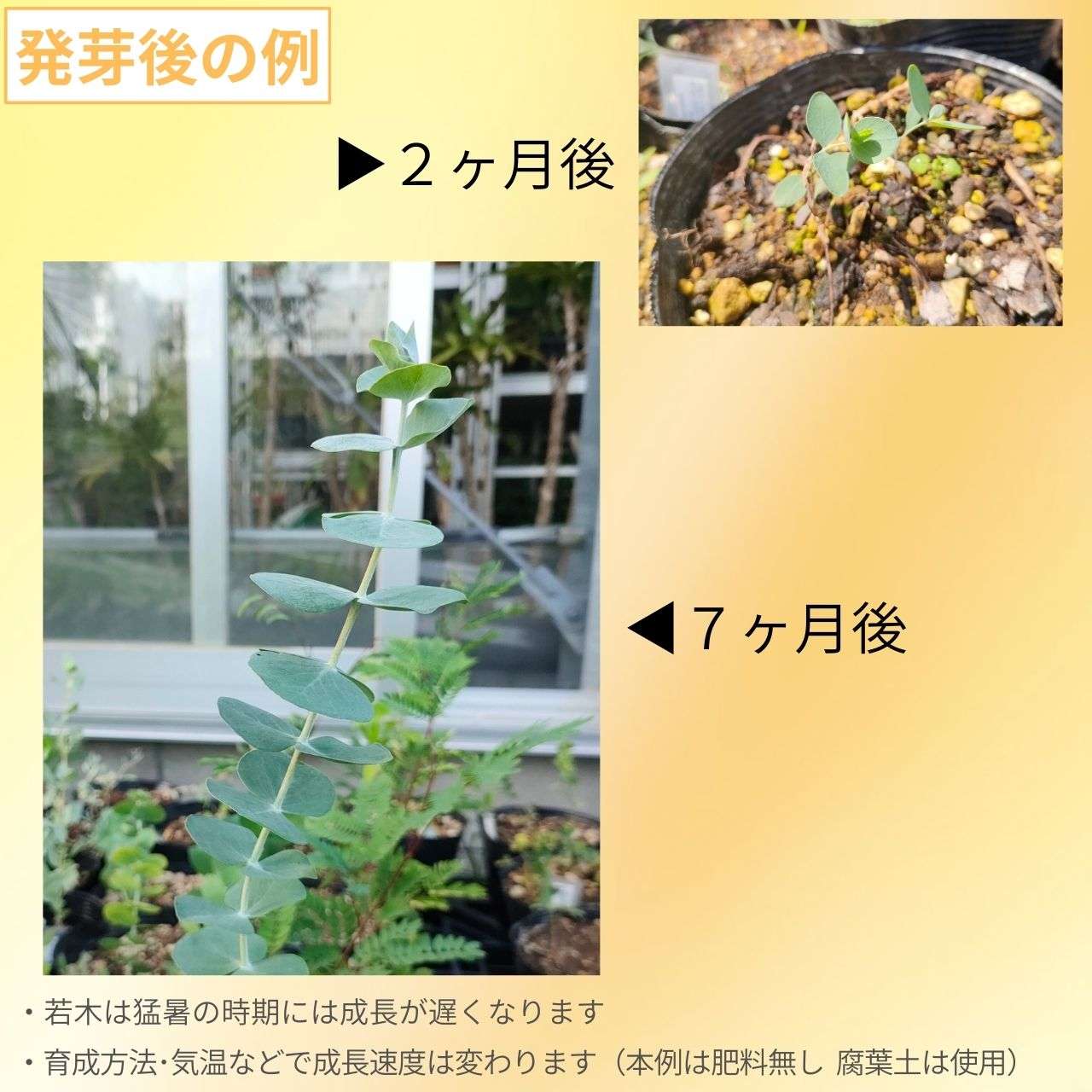 ユーカリ銀世界 種子 | ユーカリ・プルベルレンタ  - 白銀色を帯びた丸葉 - 種子