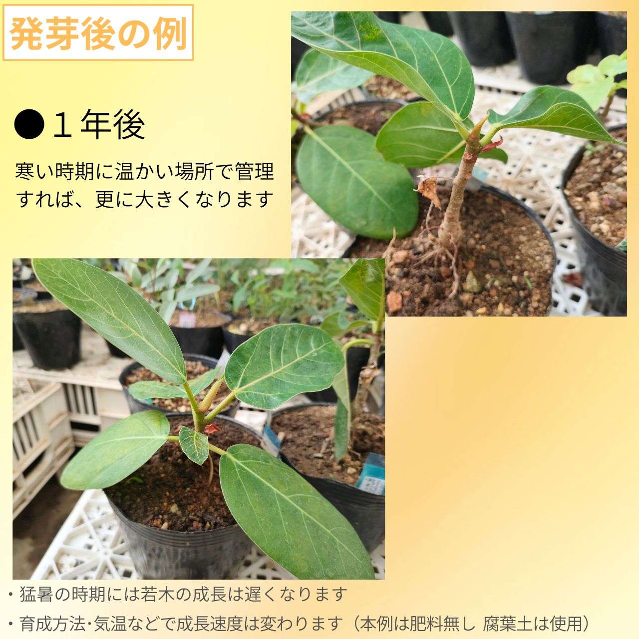 ベンガルボダイジュ(菩提樹) 種子 | フィカス・ベンガレンシス - 「永遠の命」や「輪廻の象徴」の木 - 種子