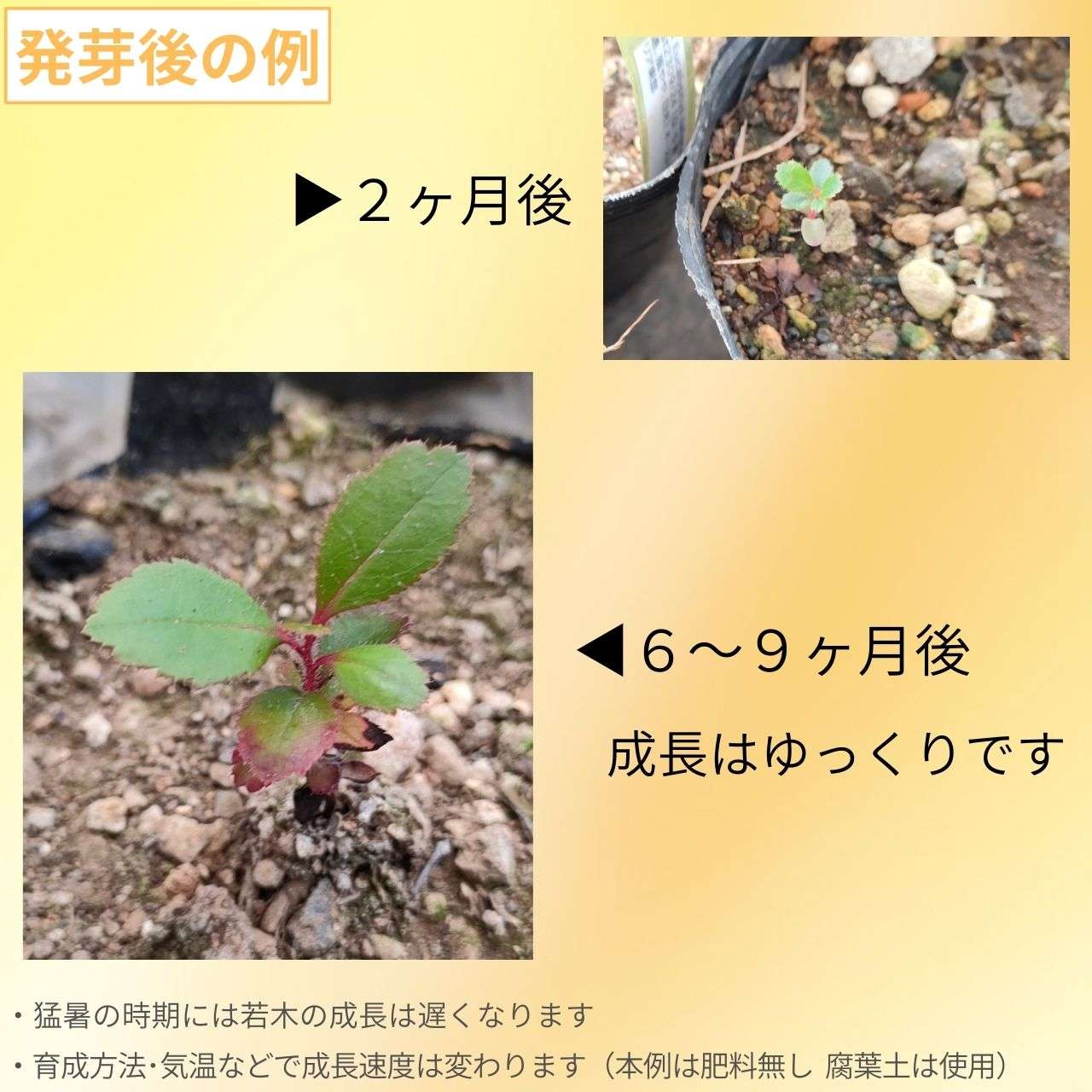 イチゴノキ 種子 | ストロベリーツリー - 地中海地域の果実の木 - 種子