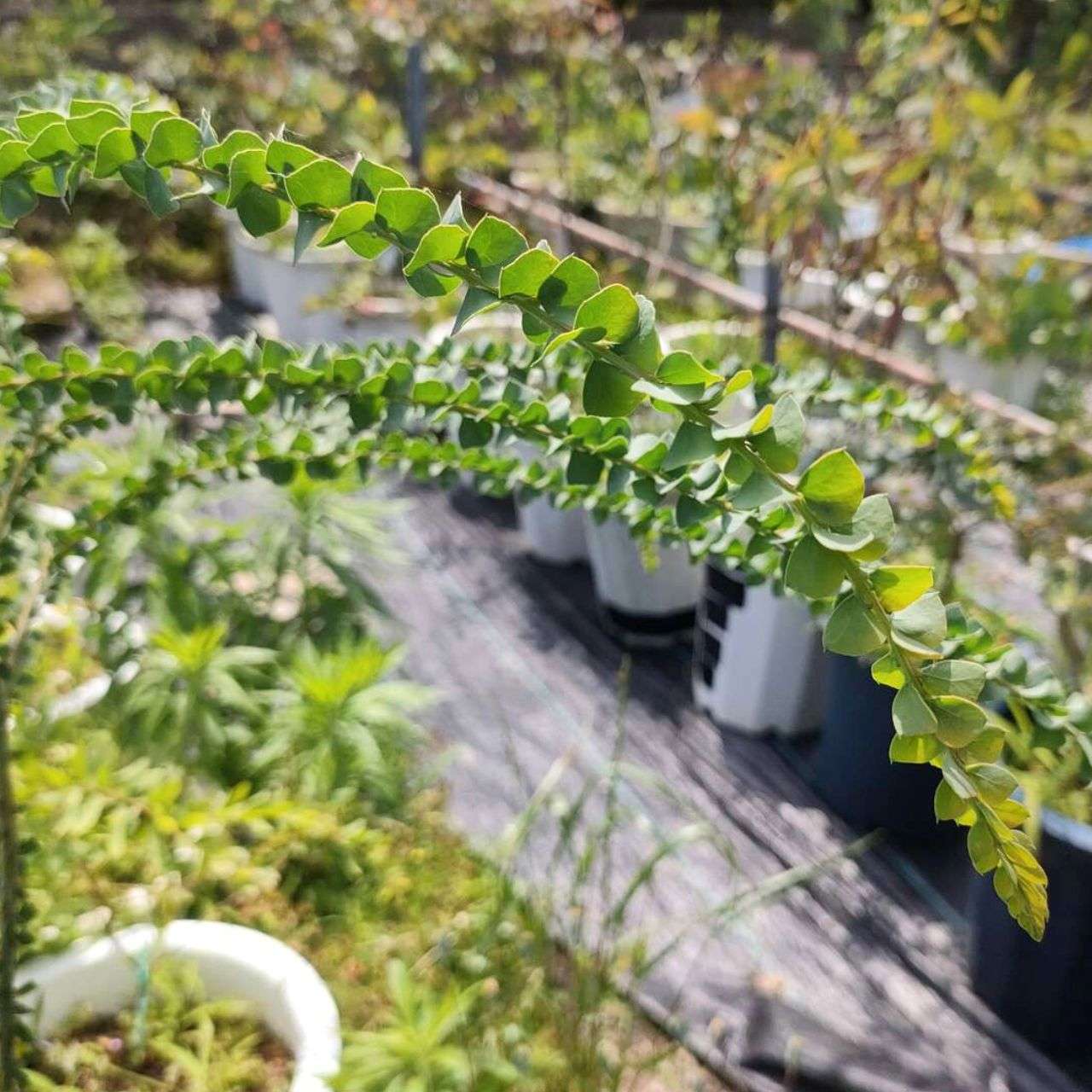 アカシア・プラビッシマ 種子 | オーブンズワトル - 三角葉と枝垂れ花のミモザ - 種子