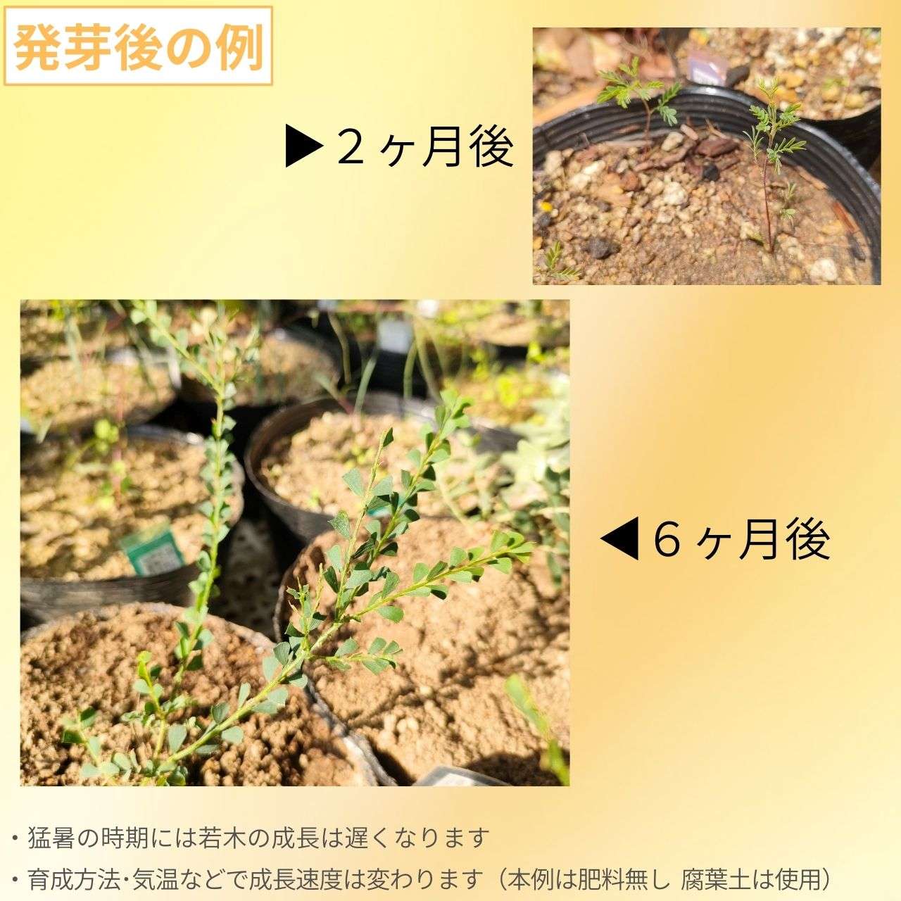 アカシア・プラビッシマ 種子 | オーブンズワトル - 三角葉と枝垂れ花のミモザ - 種子