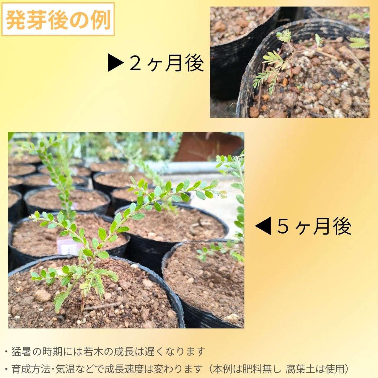 アカシア・プロミネン 種子 | ゴールデンレインワトル - 長楕円形の葉のミモザ  - 種子