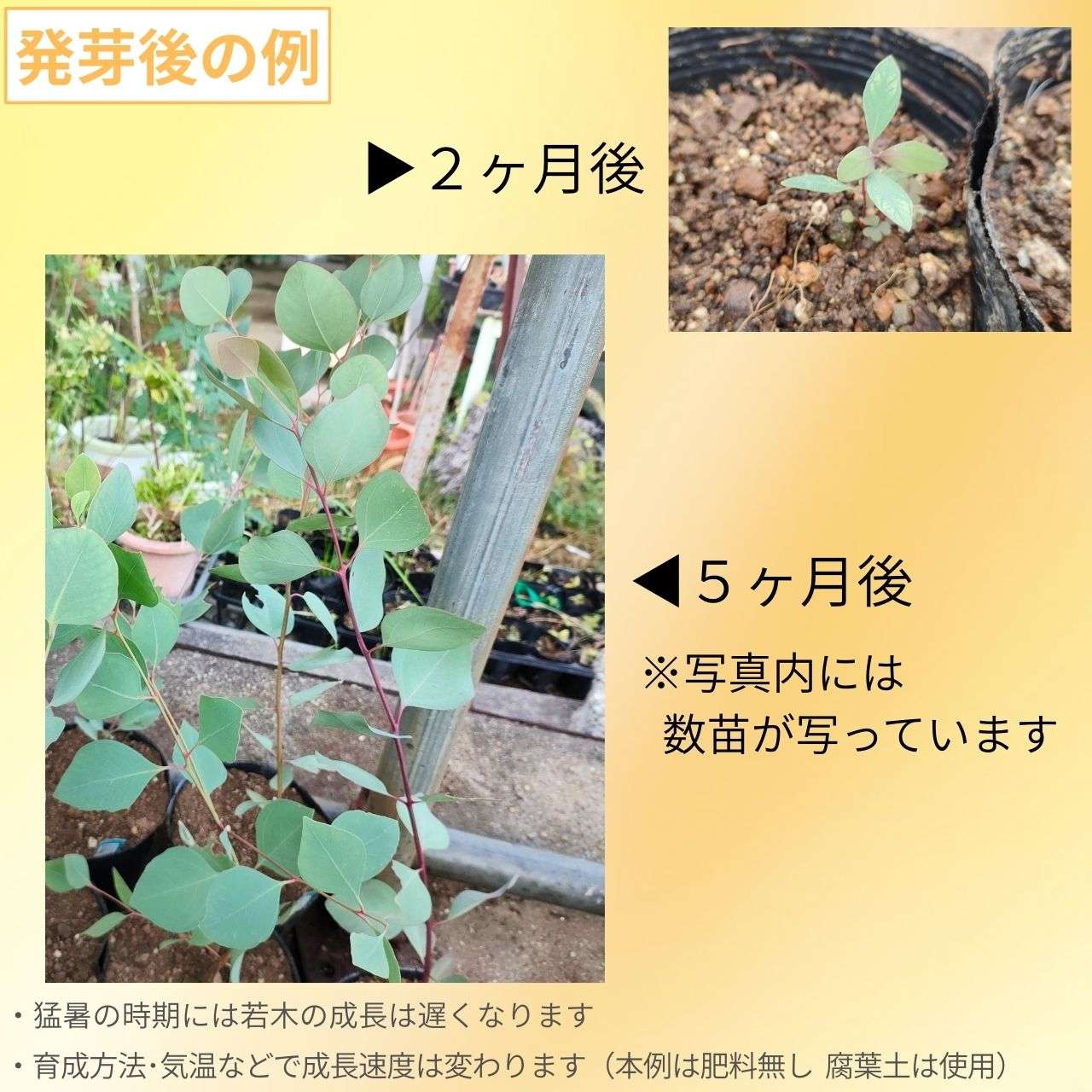 ユーカリ・ケリー 種子 | 鉄の樹皮 - 種子
