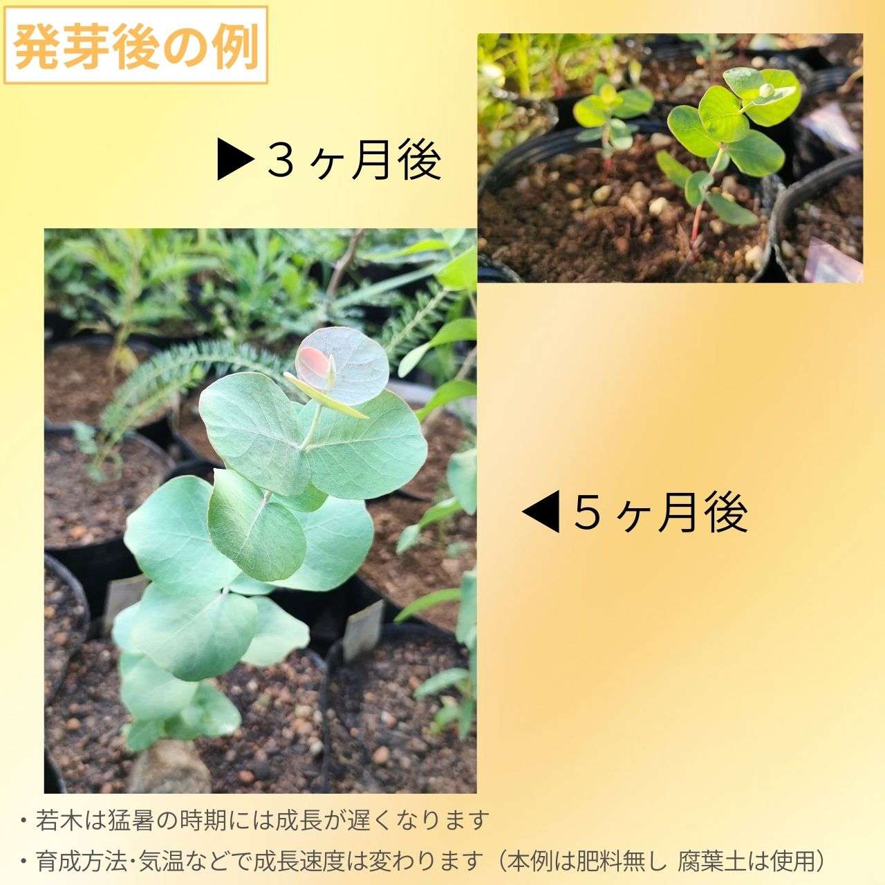 ユーカリ・ノートニ 種子 | 白みのある青緑葉 - 種子