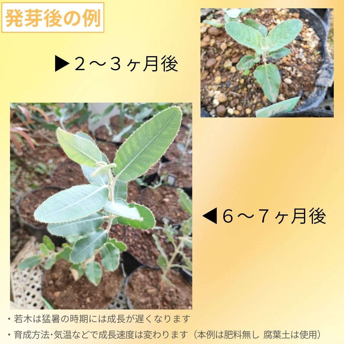 ユーカリ・プレウロカルパ 種子 | テトラゴナ - 純白のような色合いの葉枝 - 種子