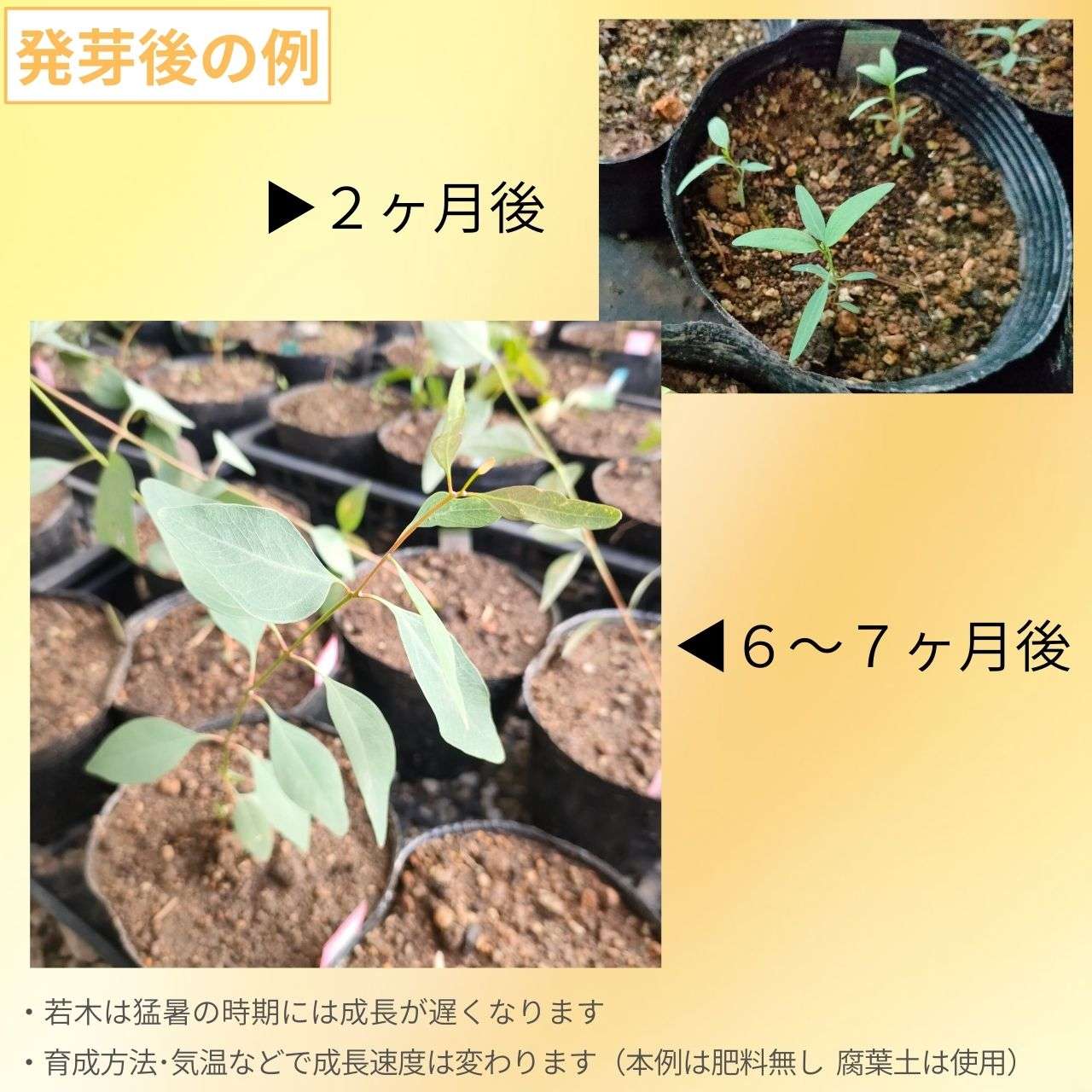 ユーカリ・ポプルネア 種子 | ポプラ・ボックス - ポプラのような葉 - 種子
