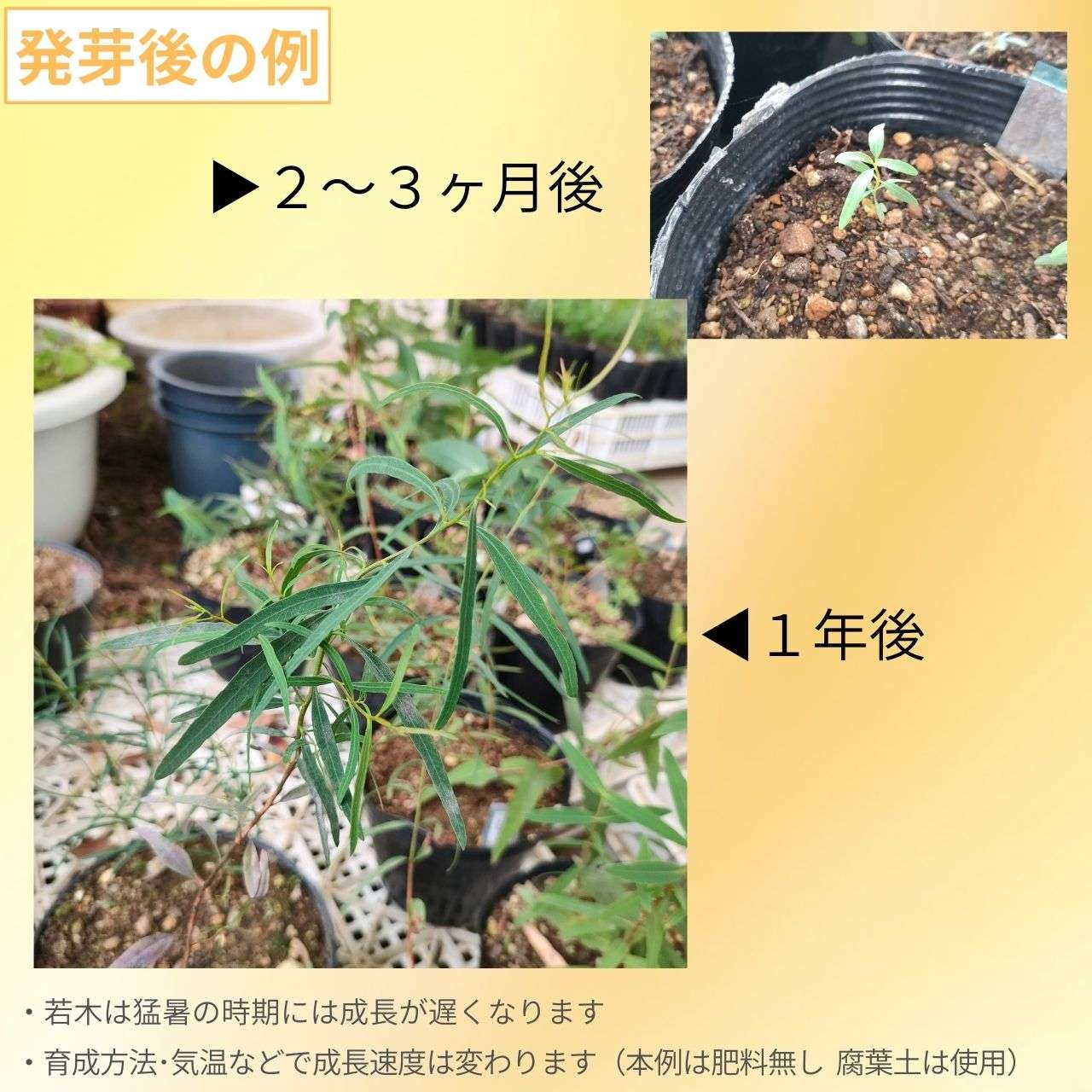 ユーカリ・シデロキシロン 種子 | レッド・アイアンバーグ - 赤の鉄の樹皮 - 種子