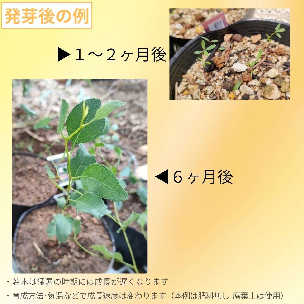 ユーカリ・ユーティリス 種子 | 半耐塩性がある丈夫な種類 - 種子