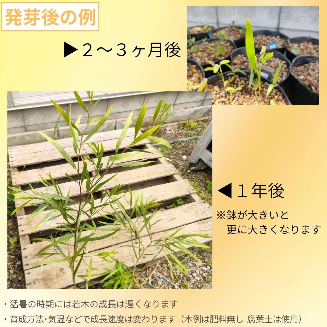 アカシア・ロンギフォリア 種子 | ナガバアカシア - 長葉のミモザ - 種子