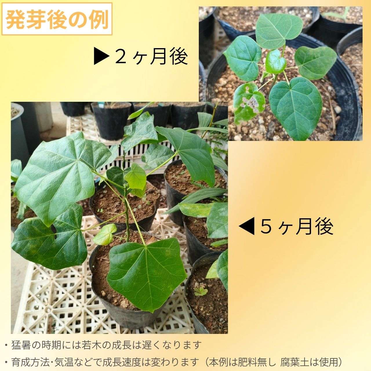 ブラキシトン・オーストラリス 種子 | ブロードリーフ・ボトルツリー - 観葉植物、オージープランツ - 種子