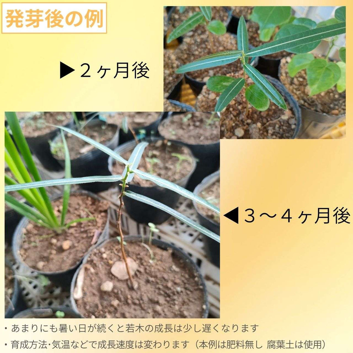 ブラキシトン・ルペストリス 種子 | クイーンズランドボトルツリー - 観葉植物、オージープランツ - 種子