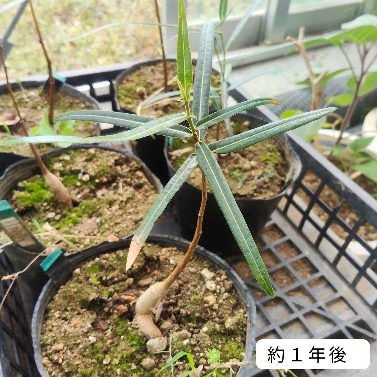 ブラキシトン・ルペストリス 種子 | クイーンズランドボトルツリー - 観葉植物、オージープランツ - 種子