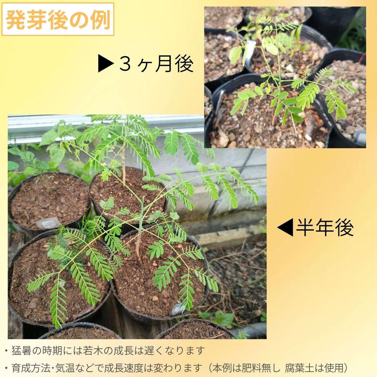 黄胡蝶（オウコチョウ） 種子 | カイザルピニア・プルケリマ - 孔雀の花 - 種子