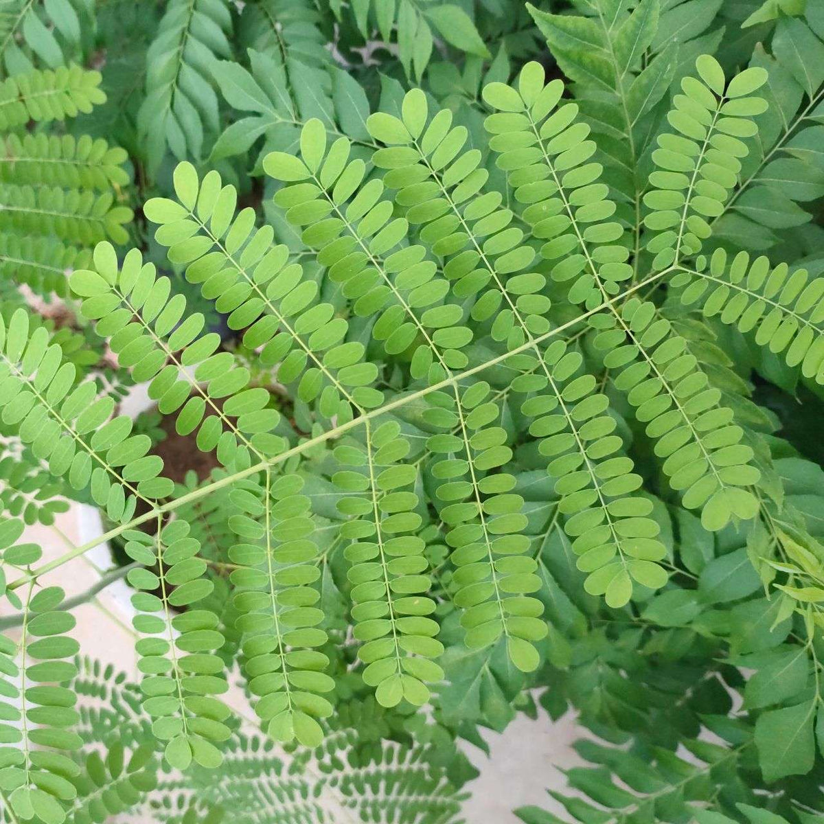 黄胡蝶（オウコチョウ） 種子 | カイザルピニア・プルケリマ - 孔雀の花 - 種子