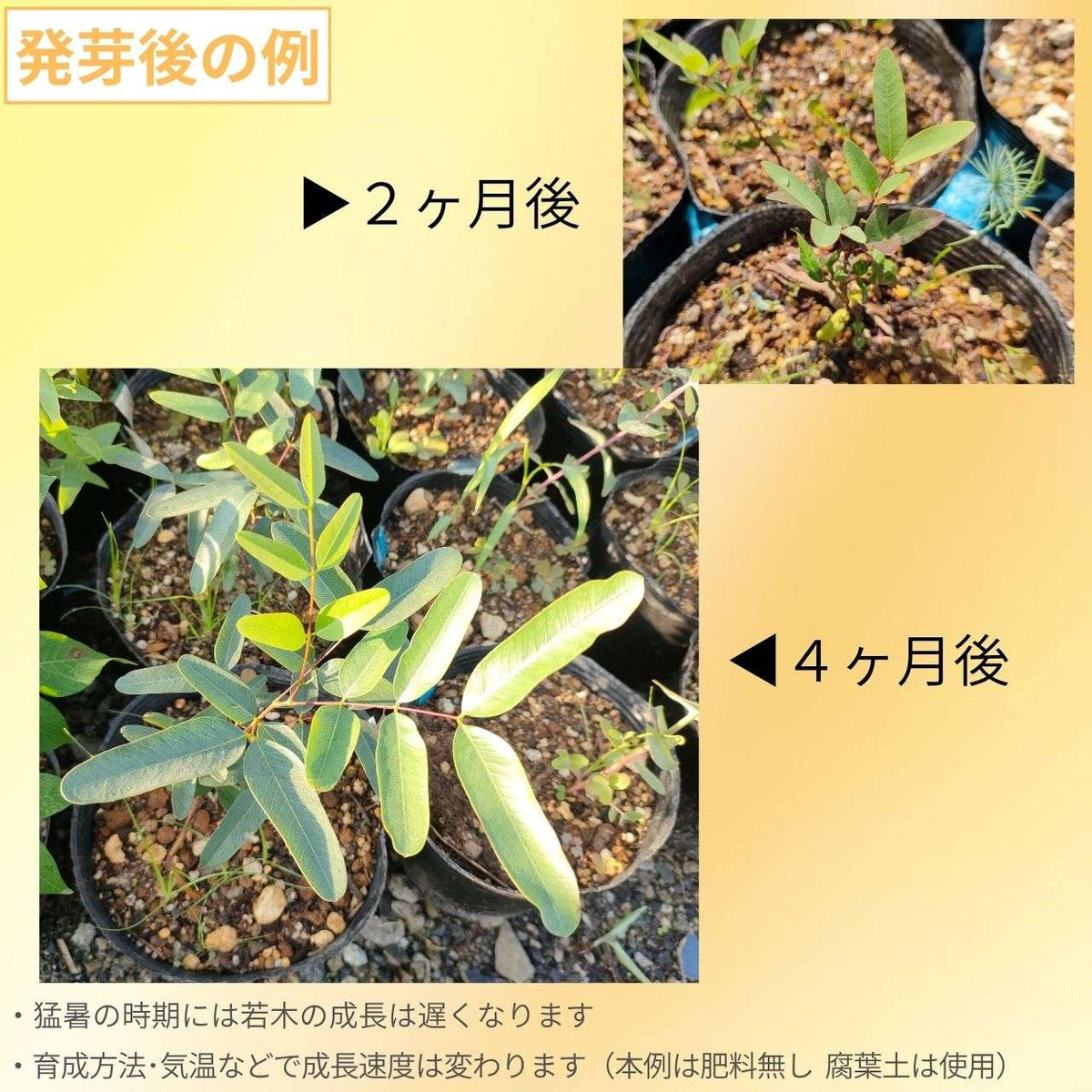 ブリュースター・カッシア  種子 | カッシア・ブリューステリ - 熱帯の花木、オージープランツ - 種子