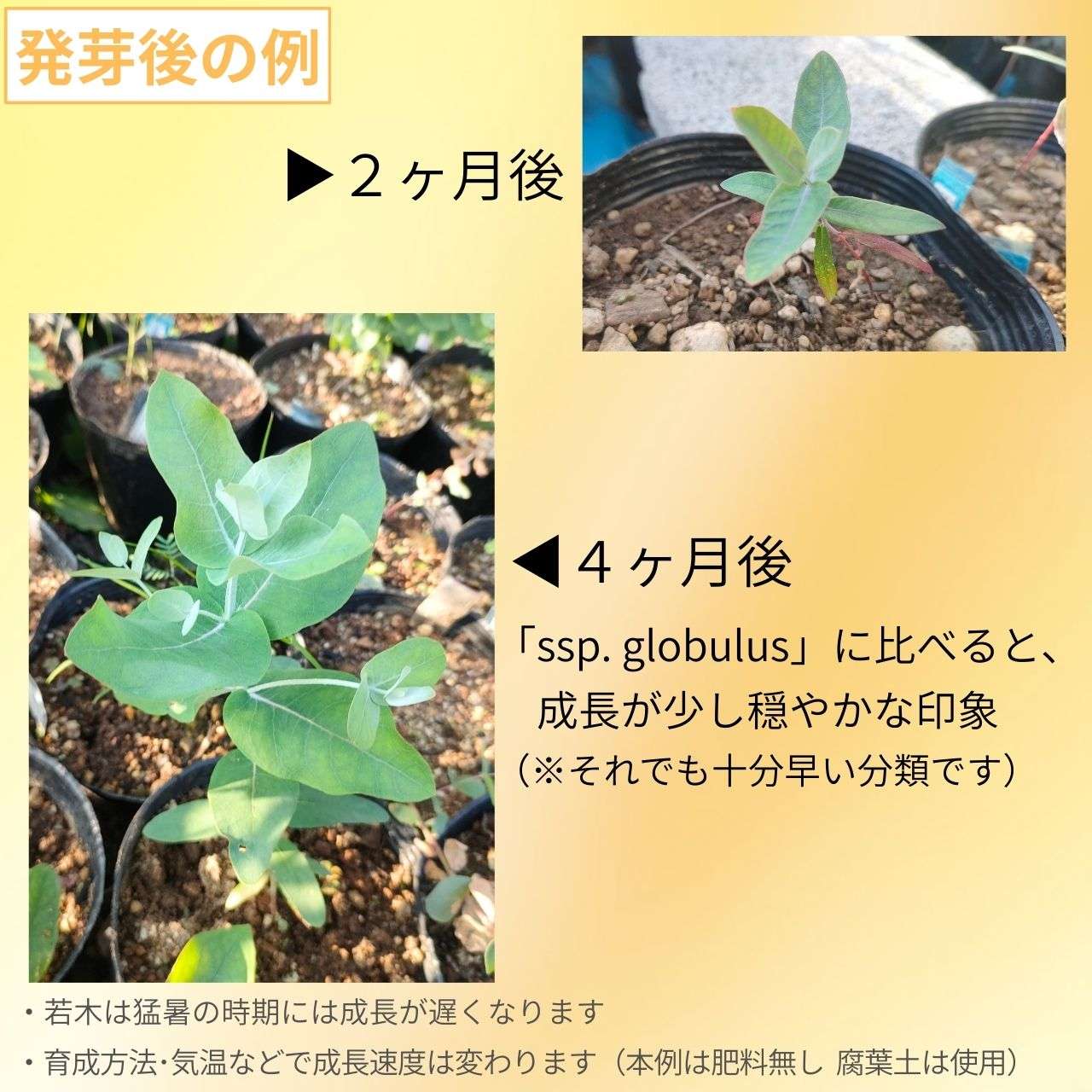 ユーカリ・グロブルス・マイデニー 種子 | メイデンガム - エッセンシャルオイルで有名 - 種子