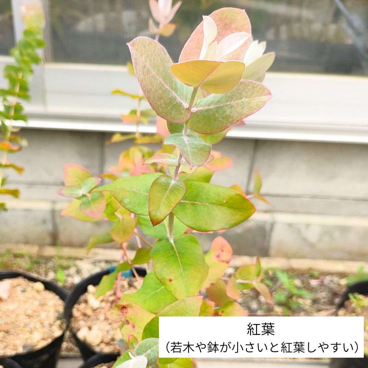 ユーカリ・グロブルス・マイデニー 種子 | メイデンガム - エッセンシャルオイルで有名 - 種子
