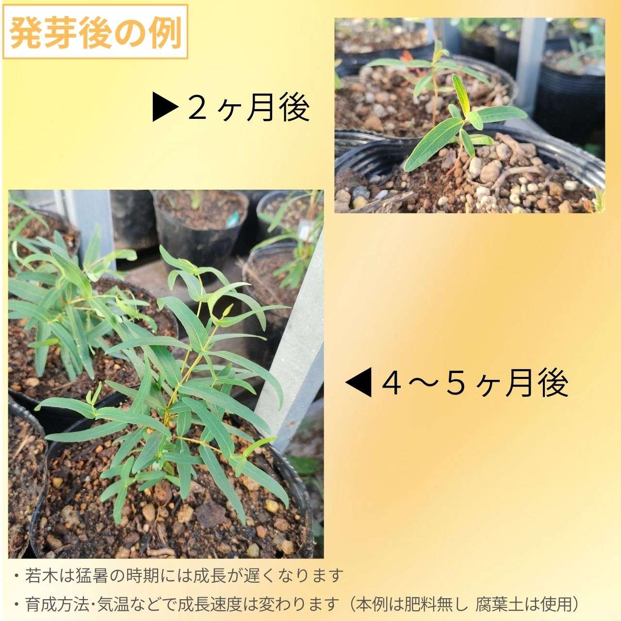 ユーカリ・ラディアータ 種子 | ユーカリ・ペパーミント - 精油や香水で有名 - 種子