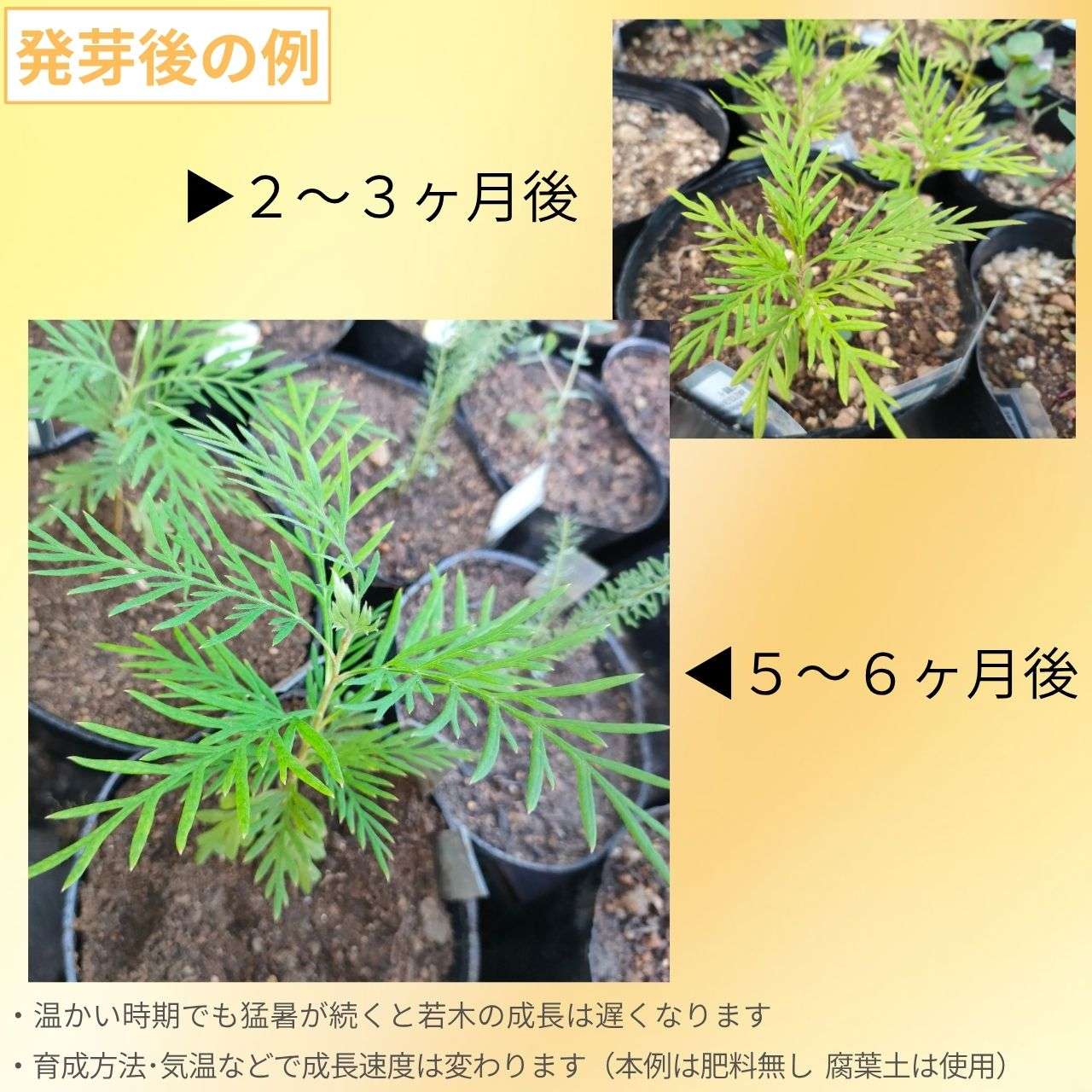 グレビレア・ロブスタ 種子 | ハゴロモノキ（羽衣の木） - オージープランツ、花木 - 種子