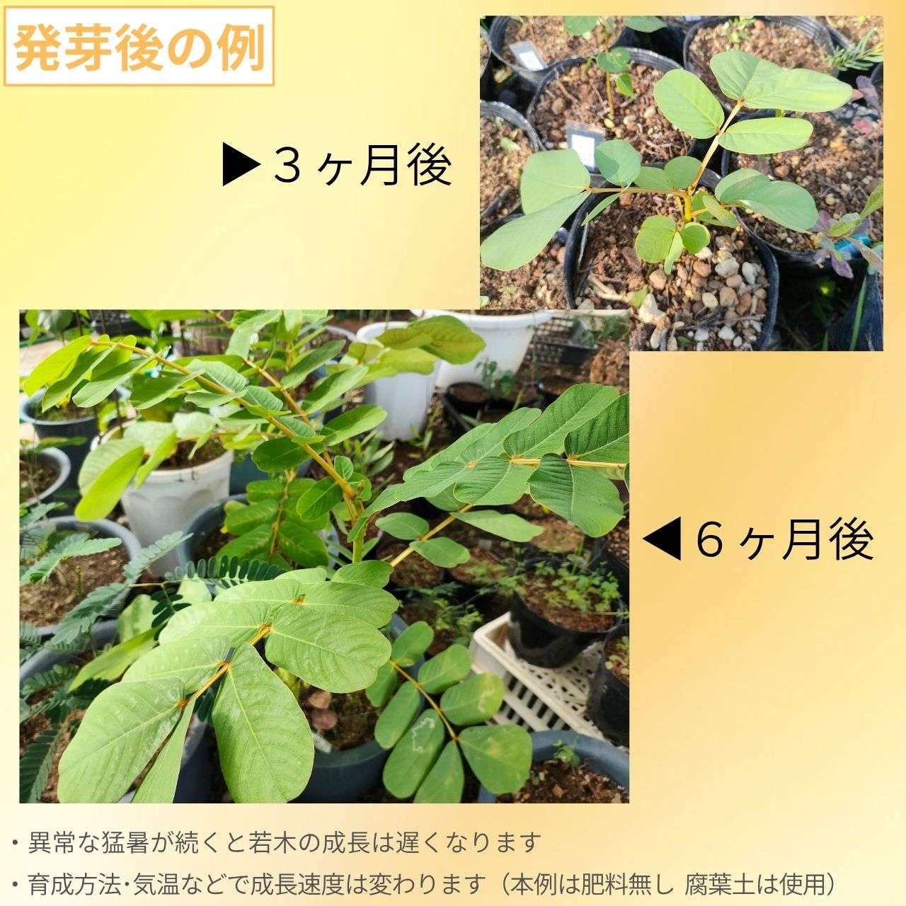 ゴールデンキャンドル 種子 | キャンドルブッシュ - ロウソクの花、熱帯の花木 - 種子